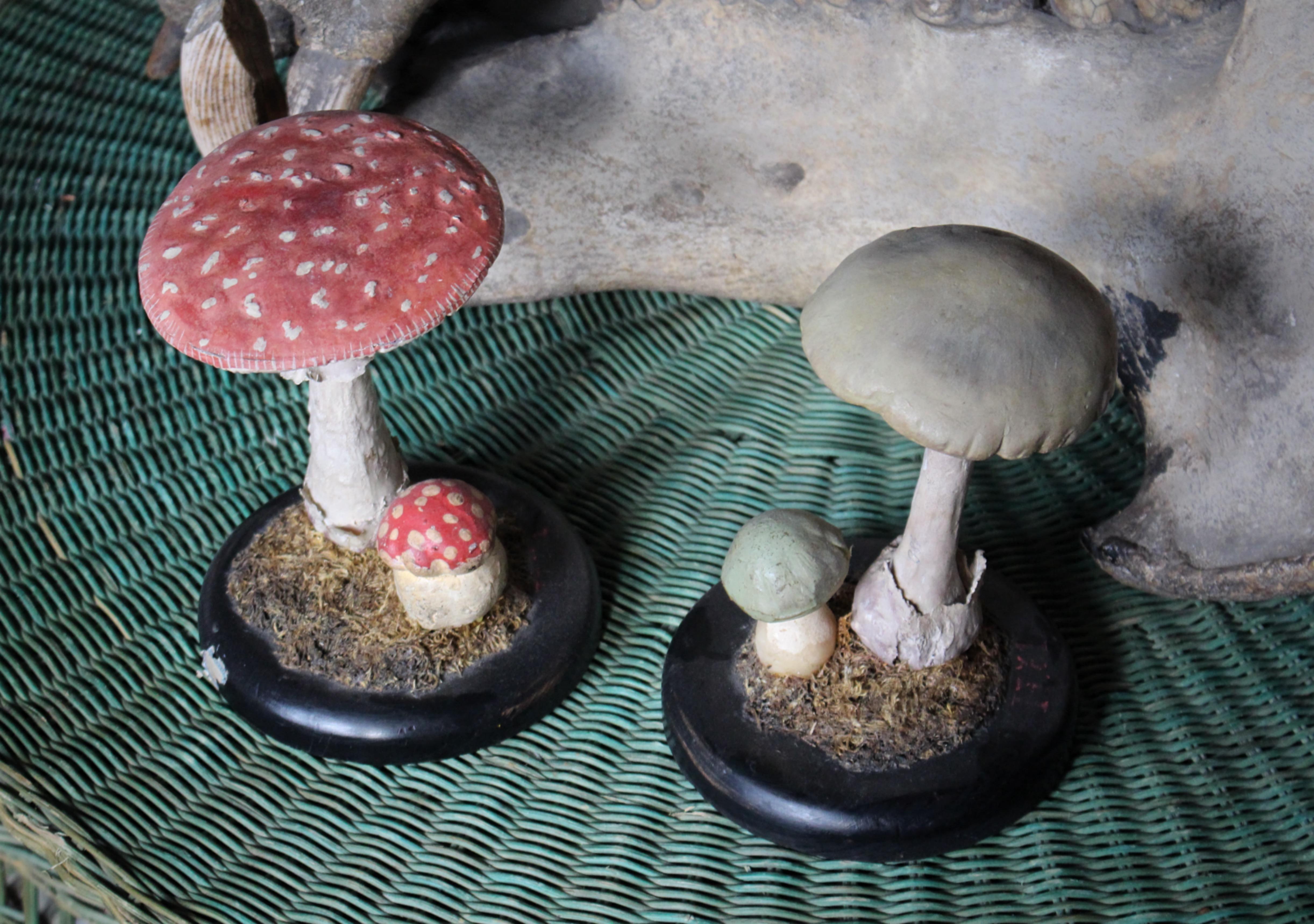 Early 20th Century Death Cap & Fly Agaric Model Fungi Natural History For Sale 2