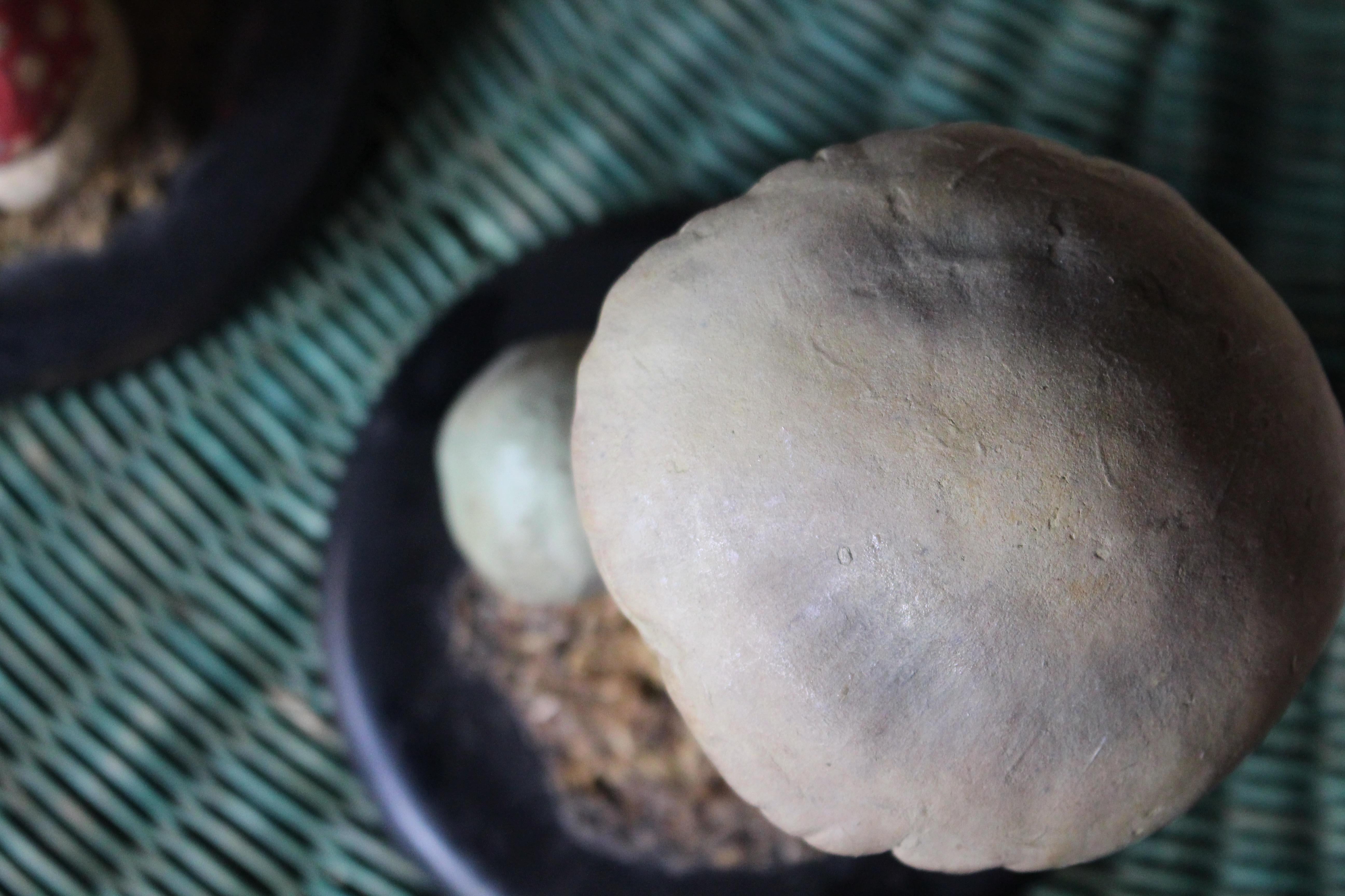 Early 20th Century Death Cap & Fly Agaric Model Fungi Natural History For Sale 4