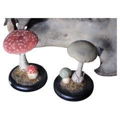 Early 20th Century Death Cap & Fly Agaric Model Fungi Natural History