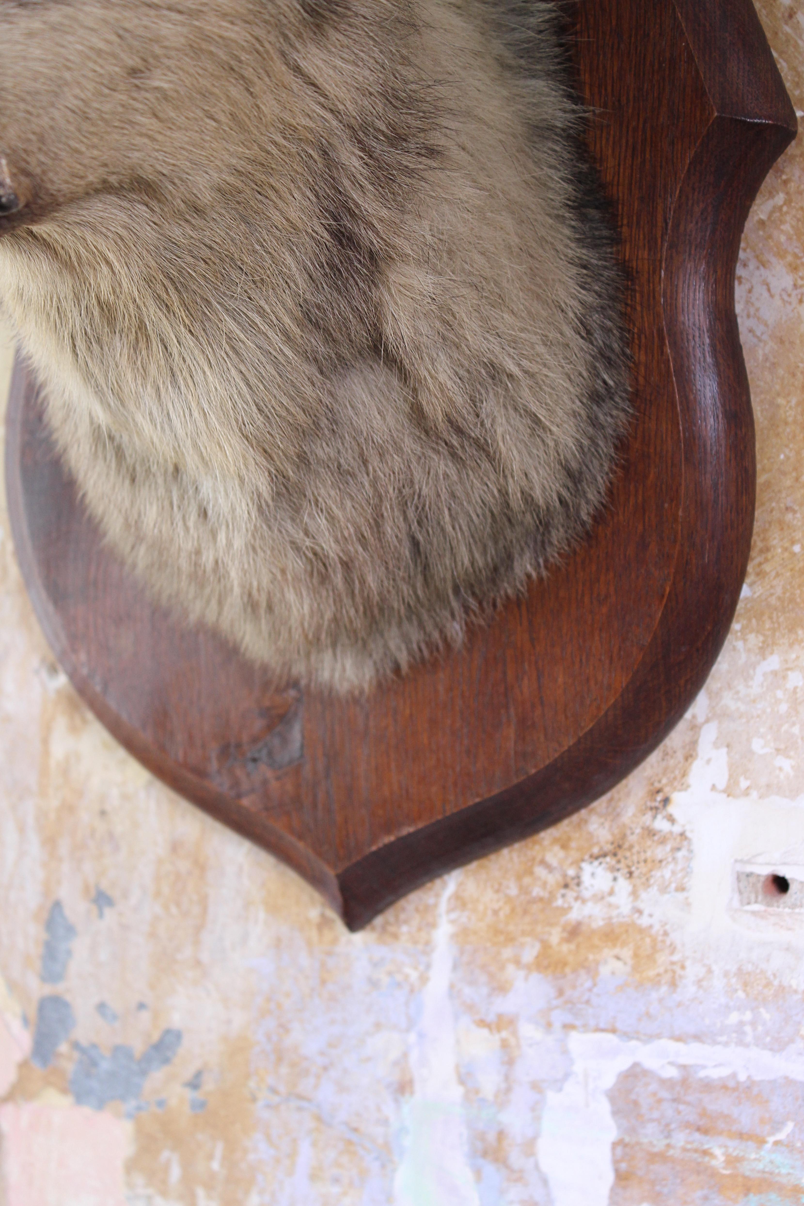 Early 20th Century Deyrolle of Paris Taxidermy Dog Mount 3