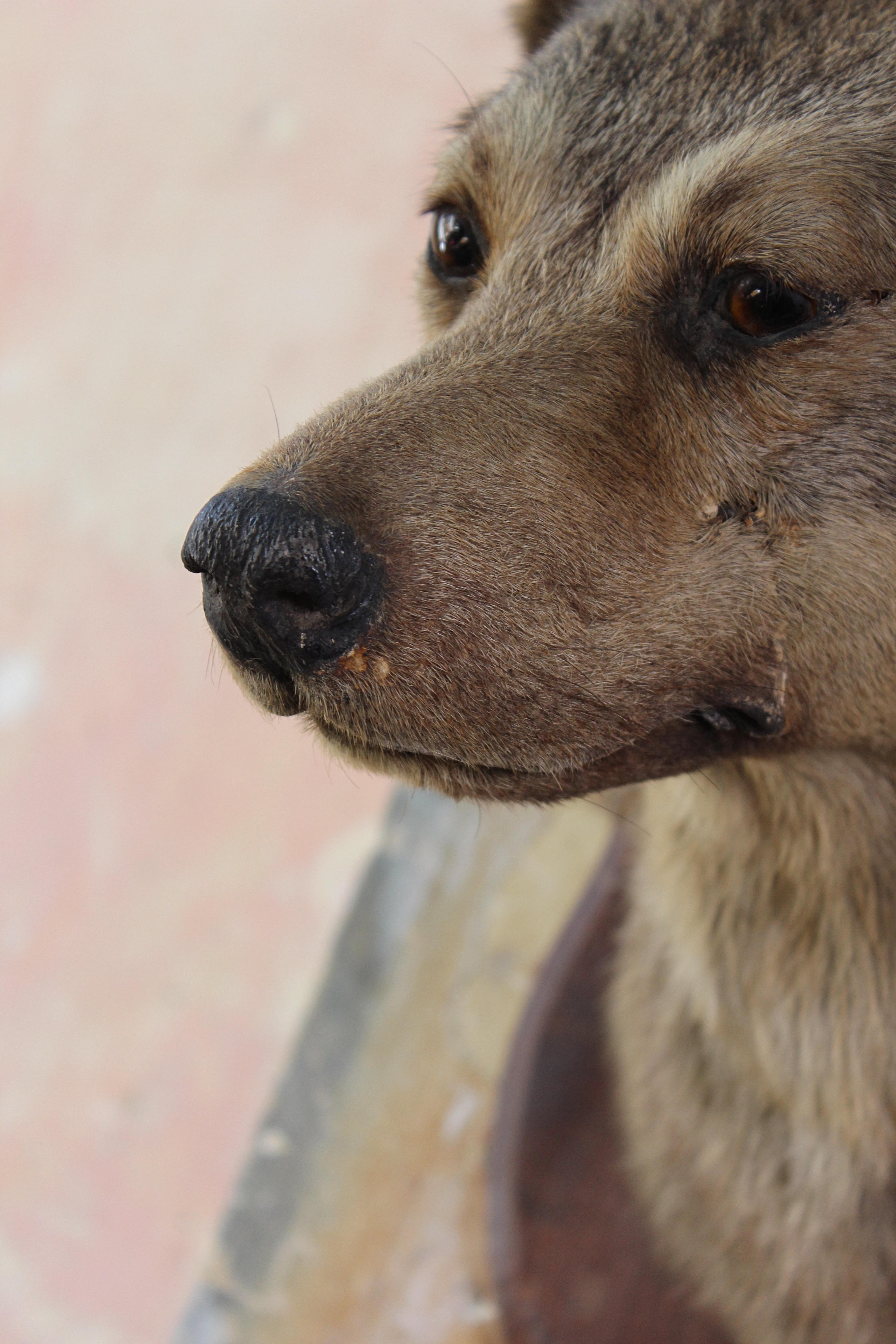 Early 20th Century Deyrolle of Paris Taxidermy Dog Mount 4