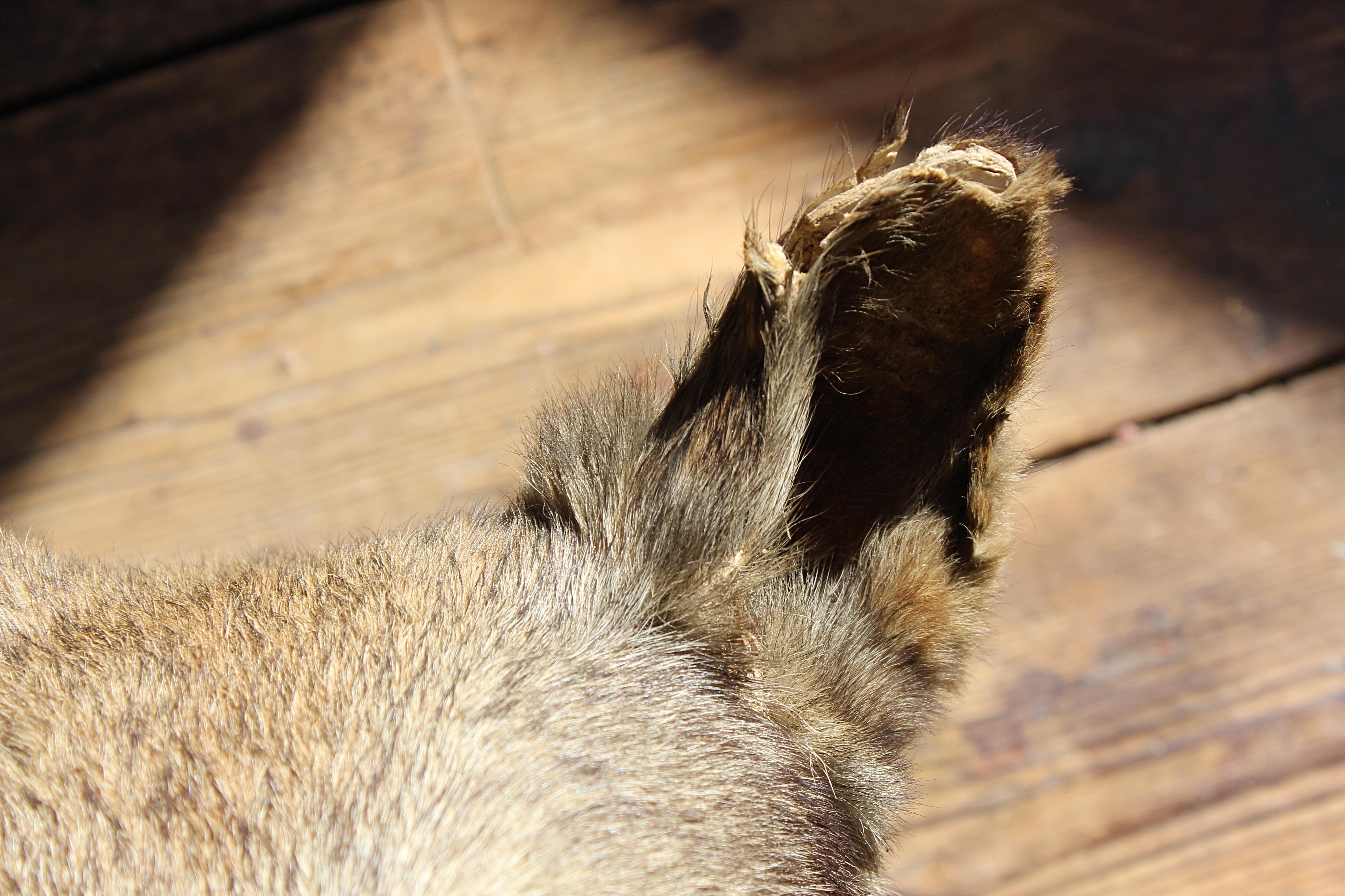 A well executed taxidermy head mount of a German Shepard Cross, possibly a Saarloos, Lupo or Vlcak.

In untouched original condition, some minor nibbles around the ears and one has had a knock and does have some minor movement but still perfectly