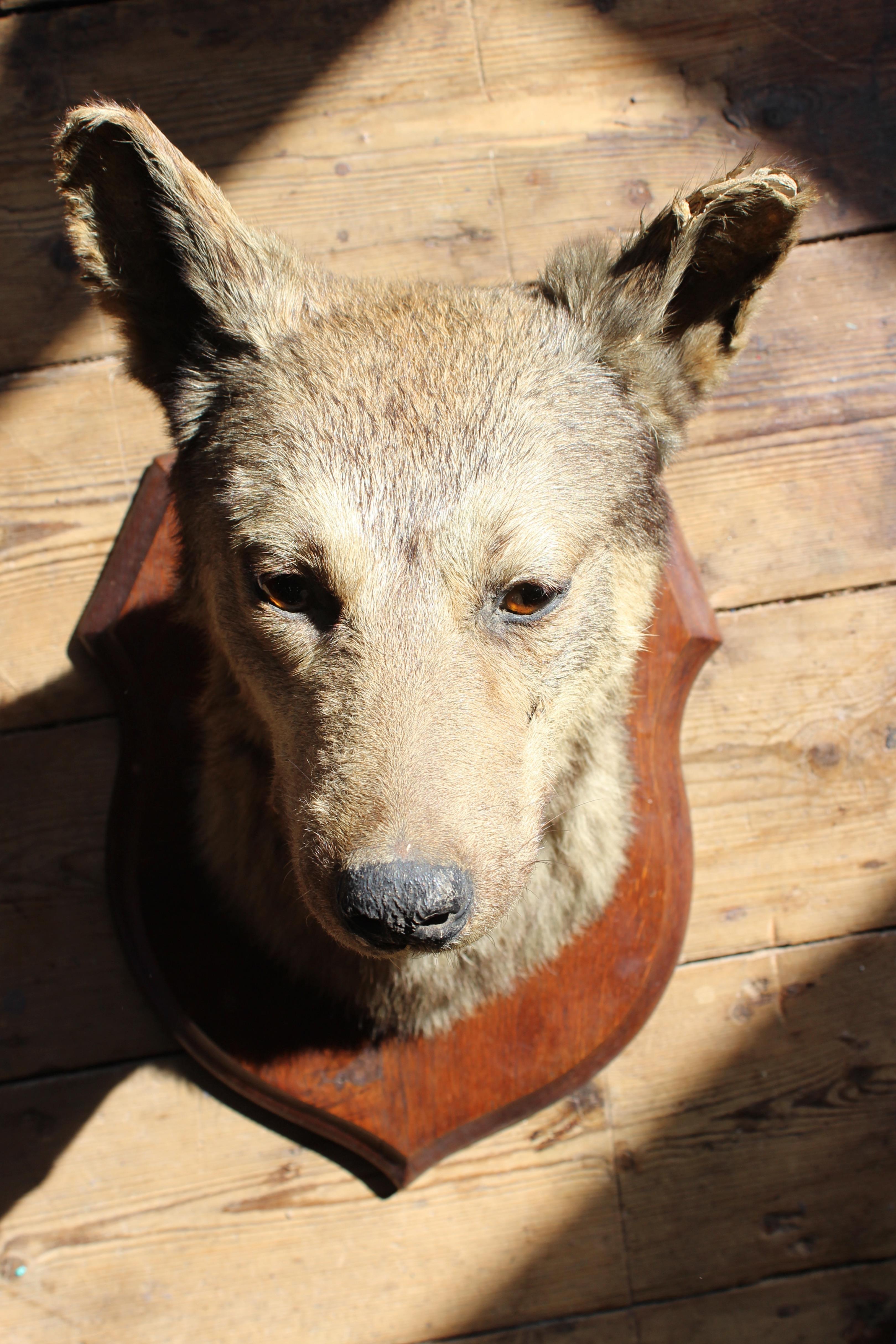 Early 20th Century Deyrolle of Paris Taxidermy Dog Mount 12