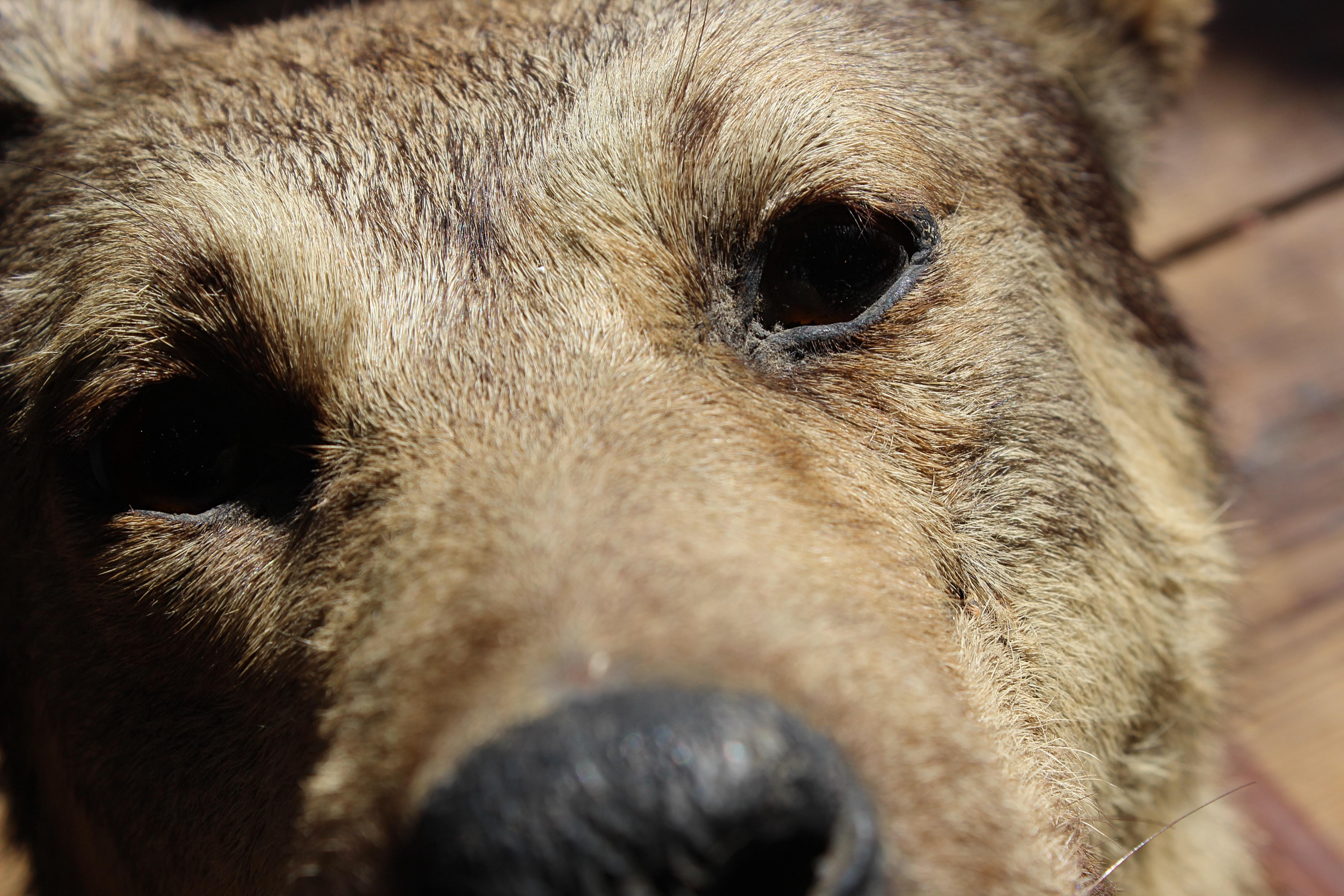 dog head taxidermy