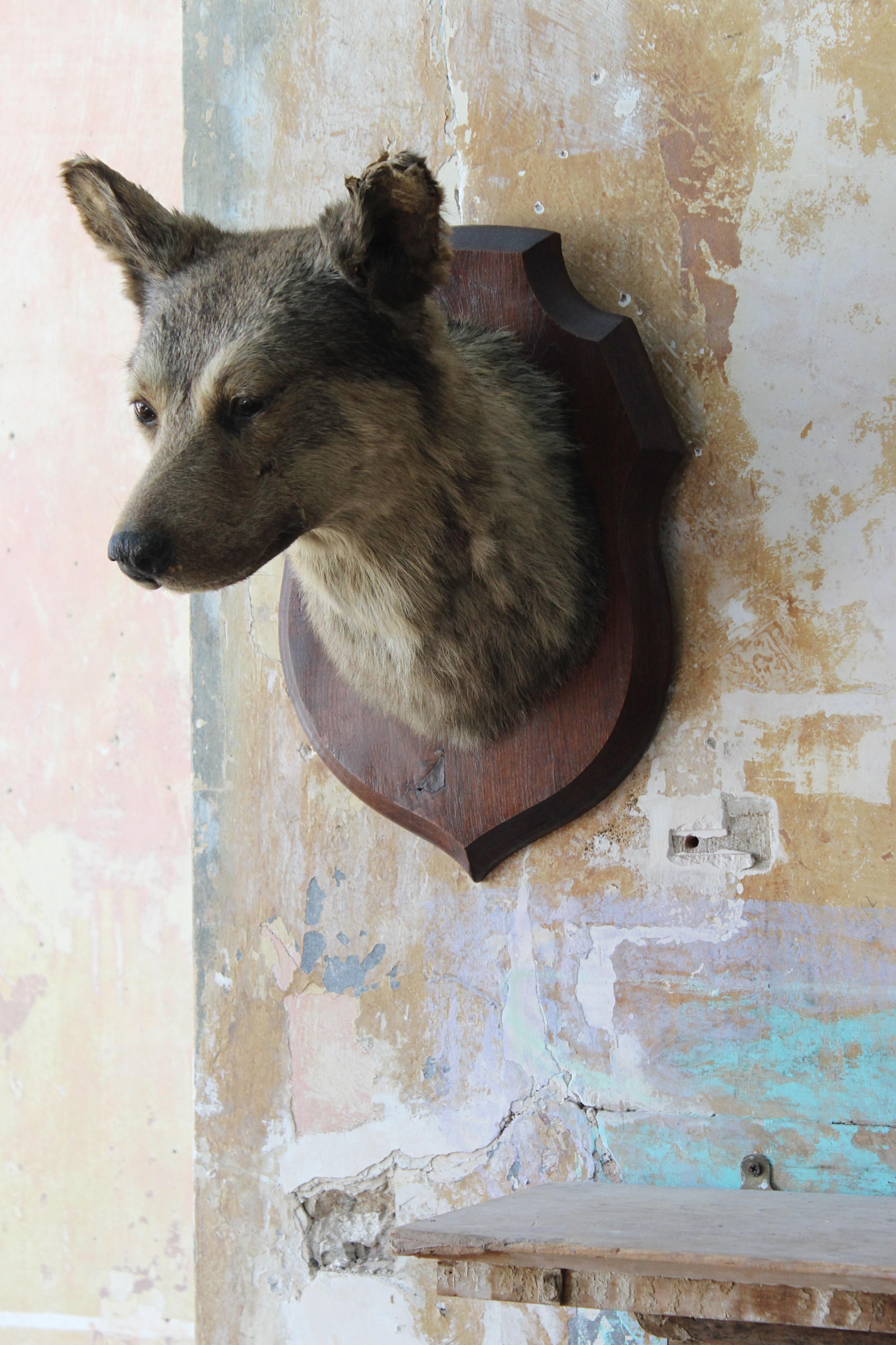 taxidermy dog head