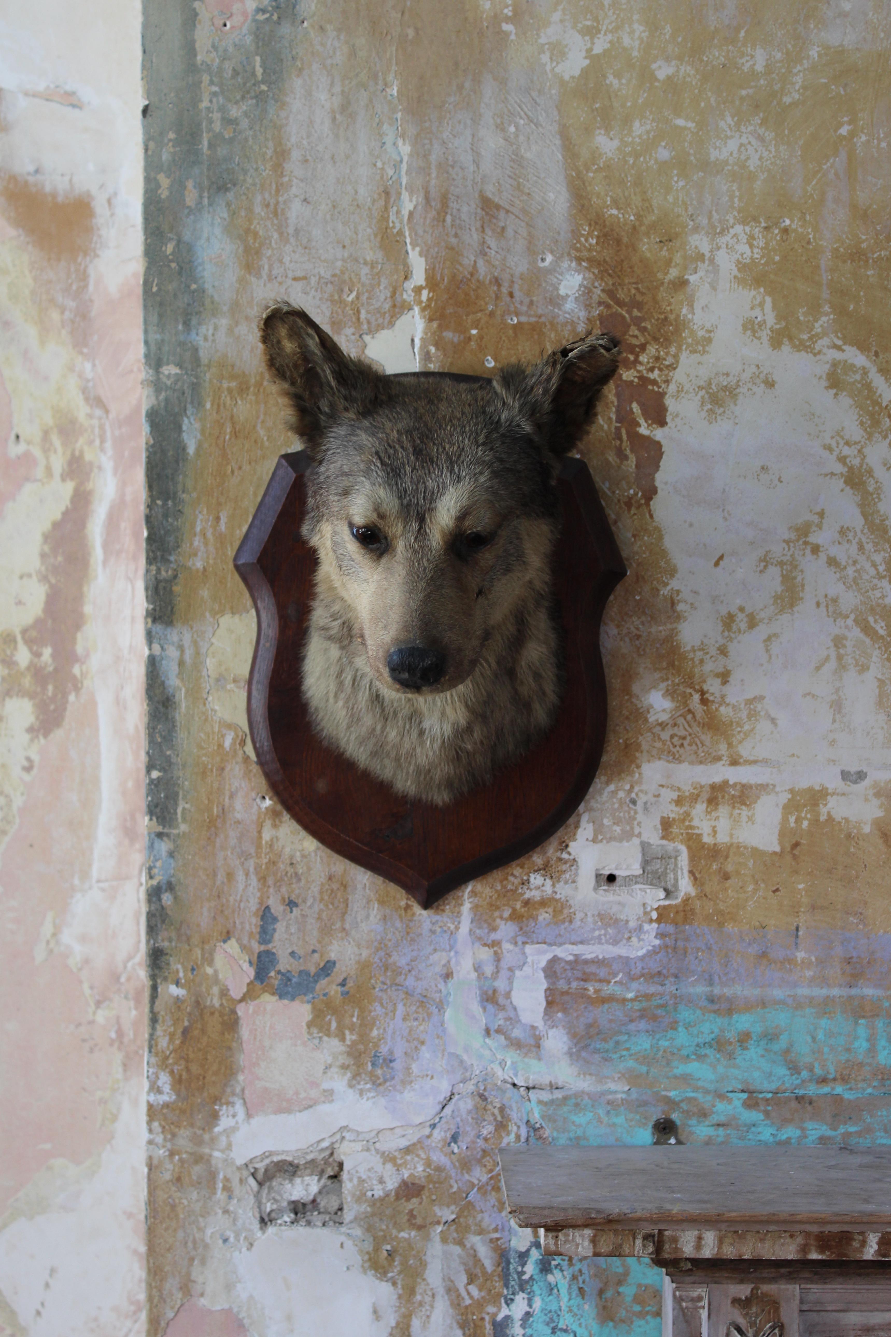 mounted dog head