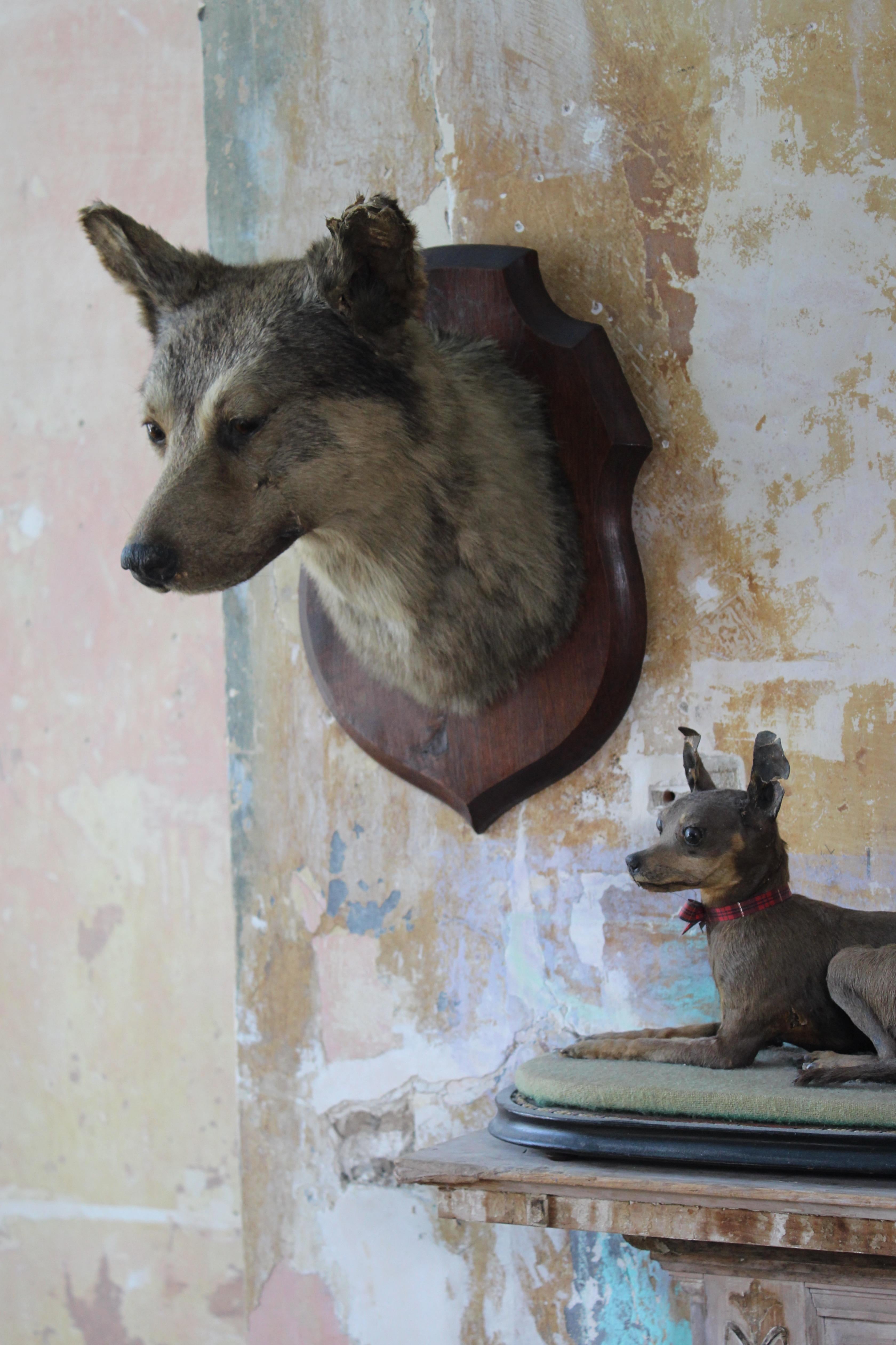 French Early 20th Century Deyrolle of Paris Taxidermy Dog Mount