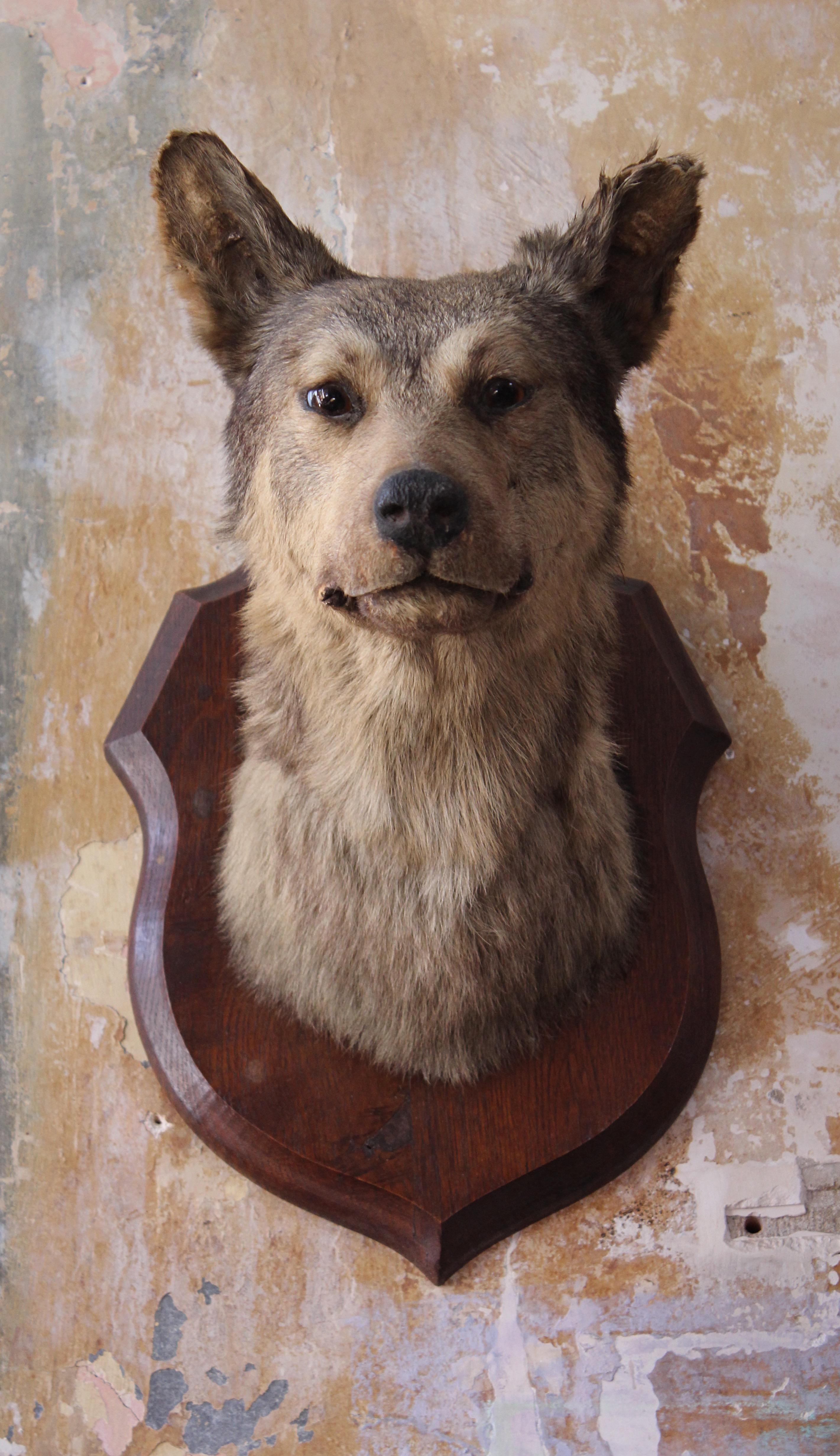 Early 20th Century Deyrolle of Paris Taxidermy Dog Mount In Good Condition In Lowestoft, GB