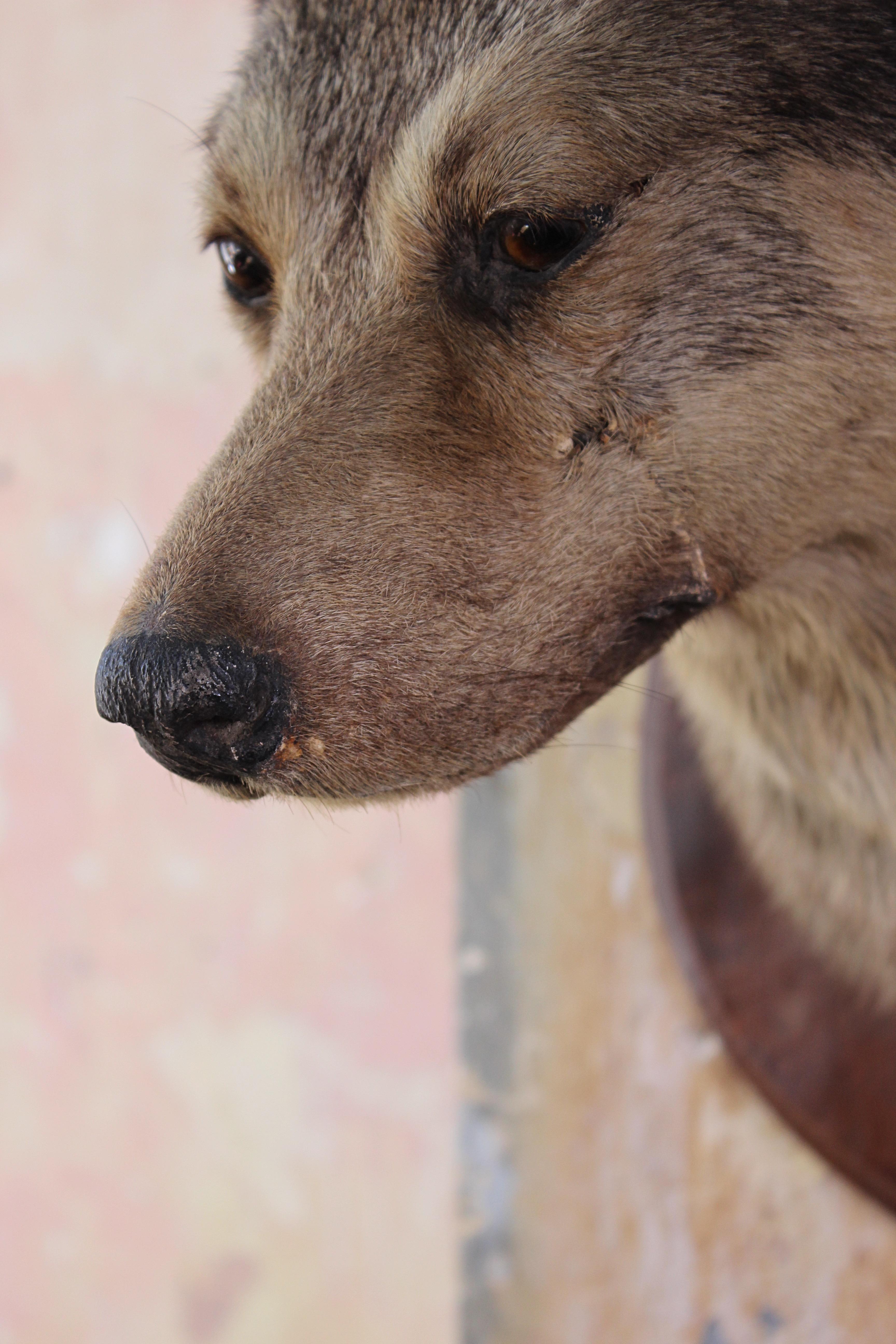 Early 20th Century Deyrolle of Paris Taxidermy Dog Mount 1