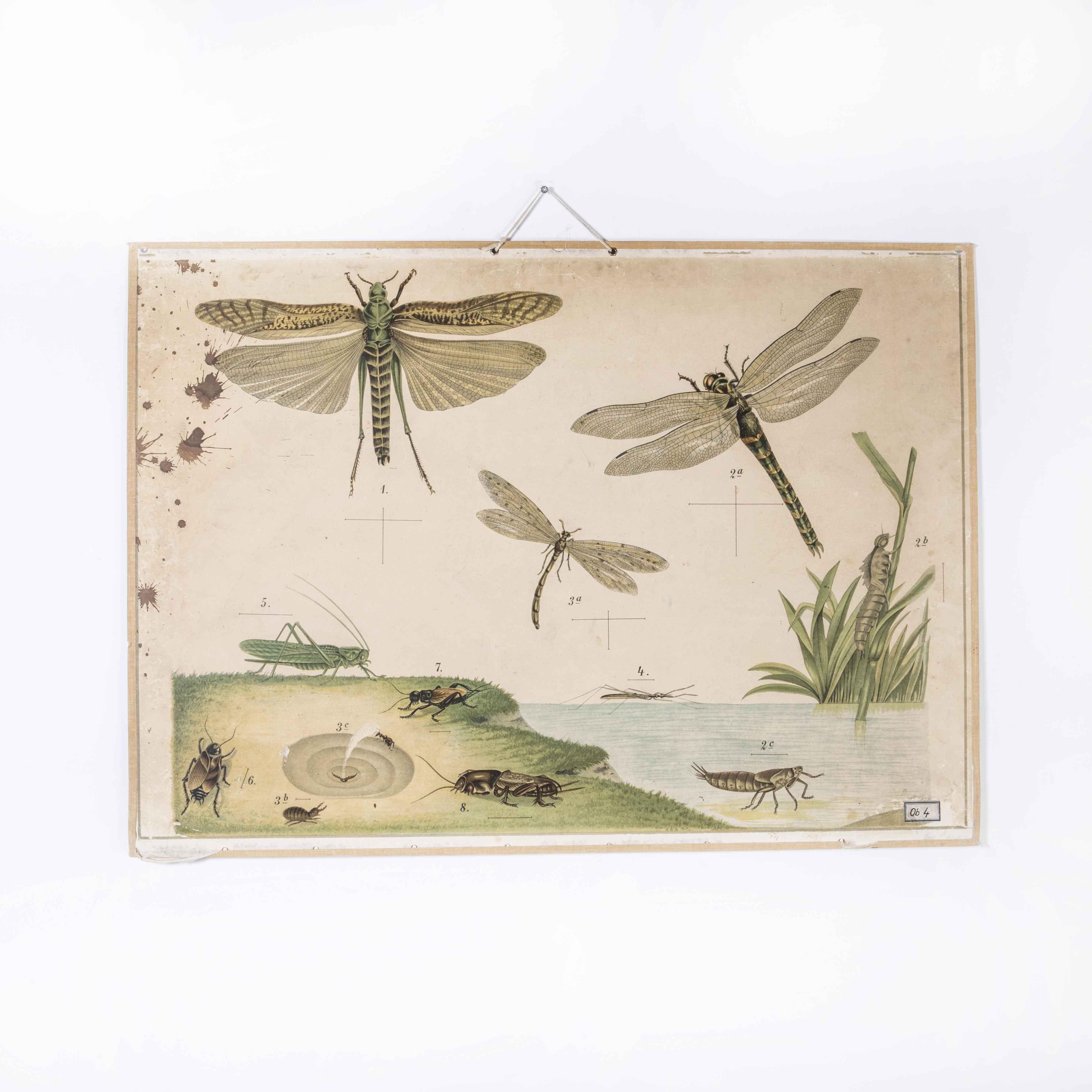 Czech Early 20th Century Dragonflies Educational Poster For Sale