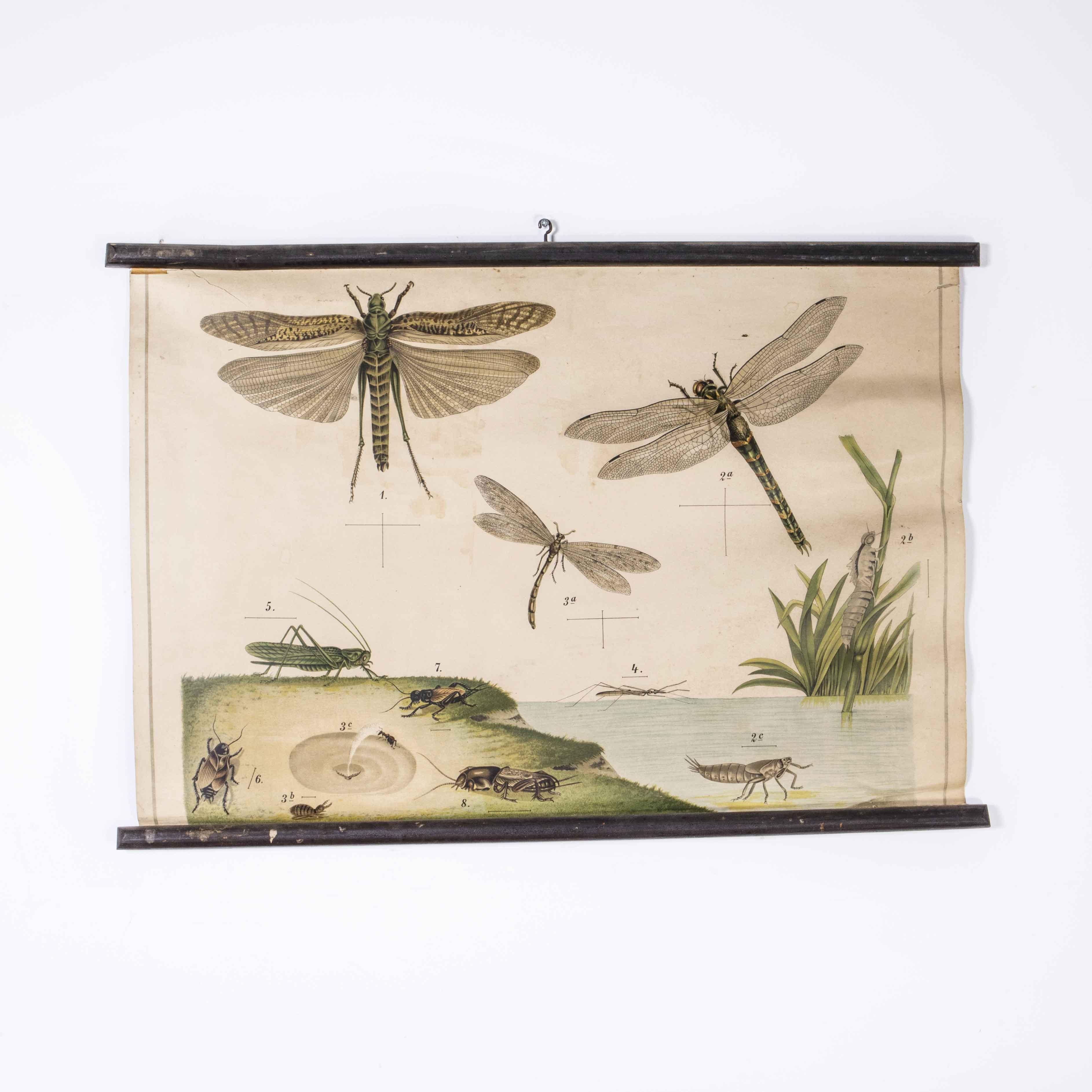 Affiche éducative du début du 20e siècle sur les libellules Bon état - En vente à Hook, Hampshire