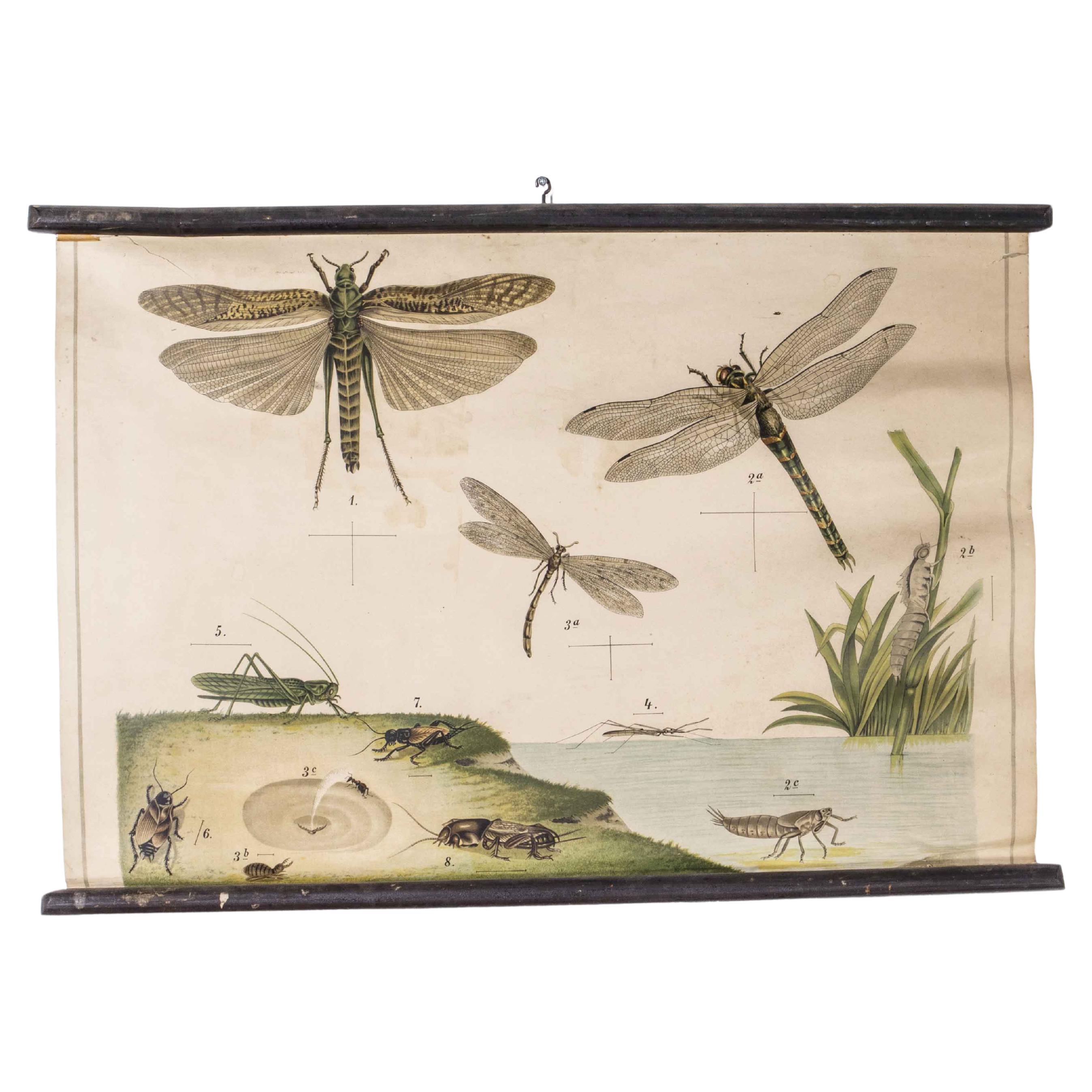 Affiche éducative du début du 20e siècle sur les libellules en vente