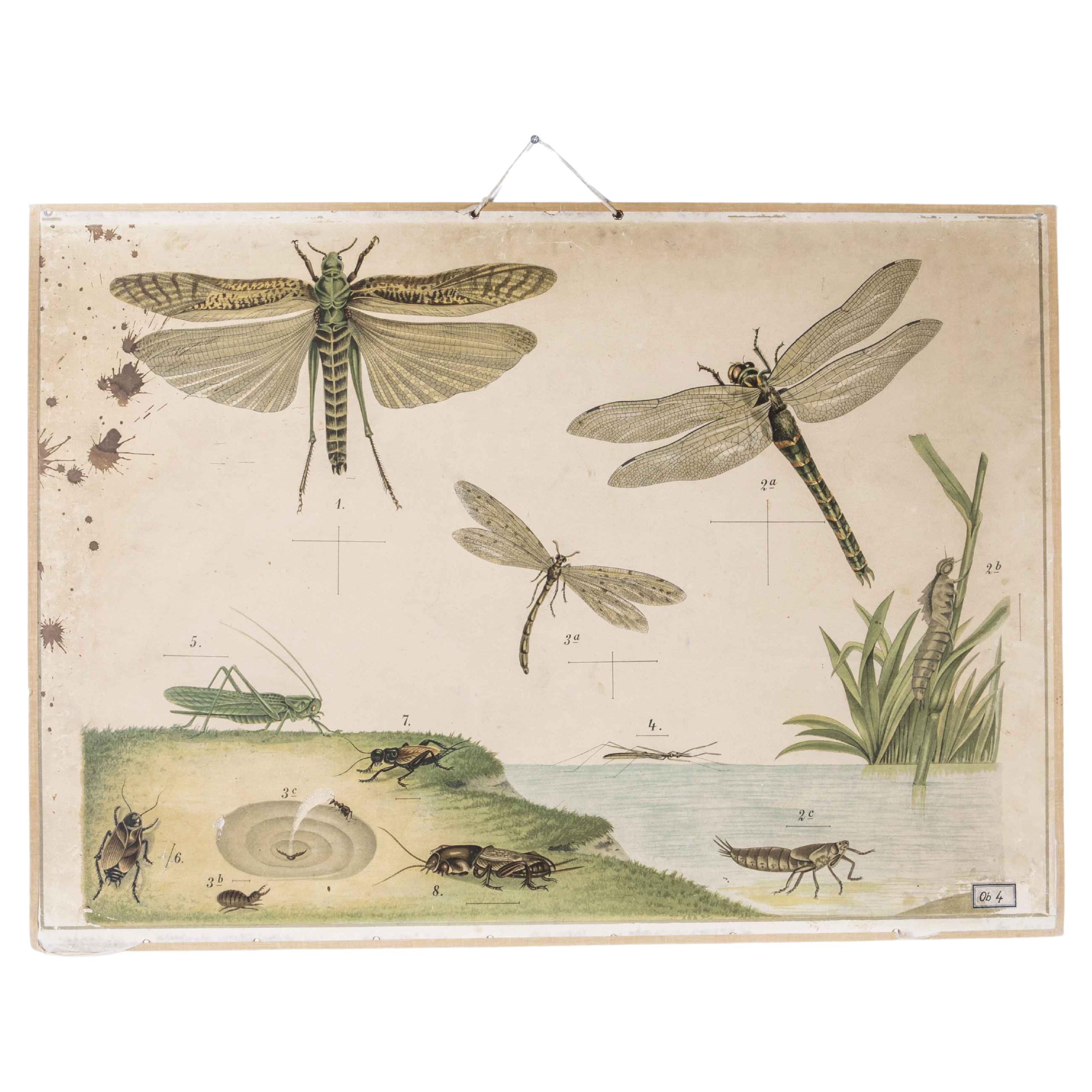 Affiche éducative du début du 20e siècle sur les libellules