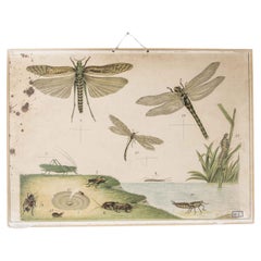 Antique Early 20th Century Dragonflies Educational Poster