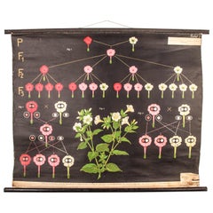 Early 20th Century Educational Chart, Plant Development