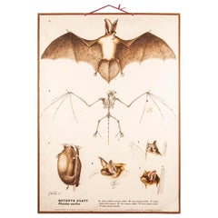 Antique Early 20th Century Educational Chart, Rigid Chart Bats