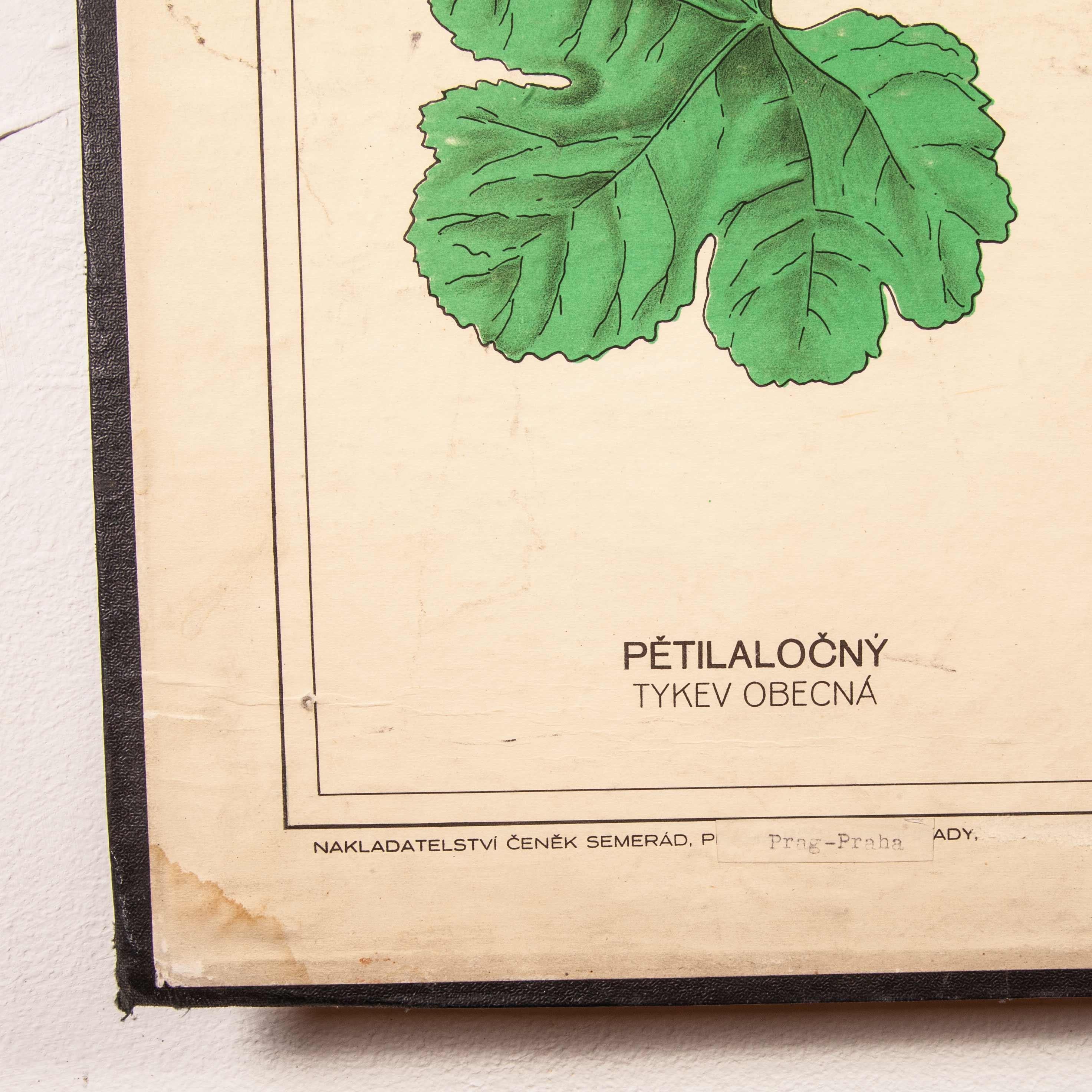 Early 20th Century Educational Chart, Rigid Chart Plant, Leaf Varieties For Sale 2