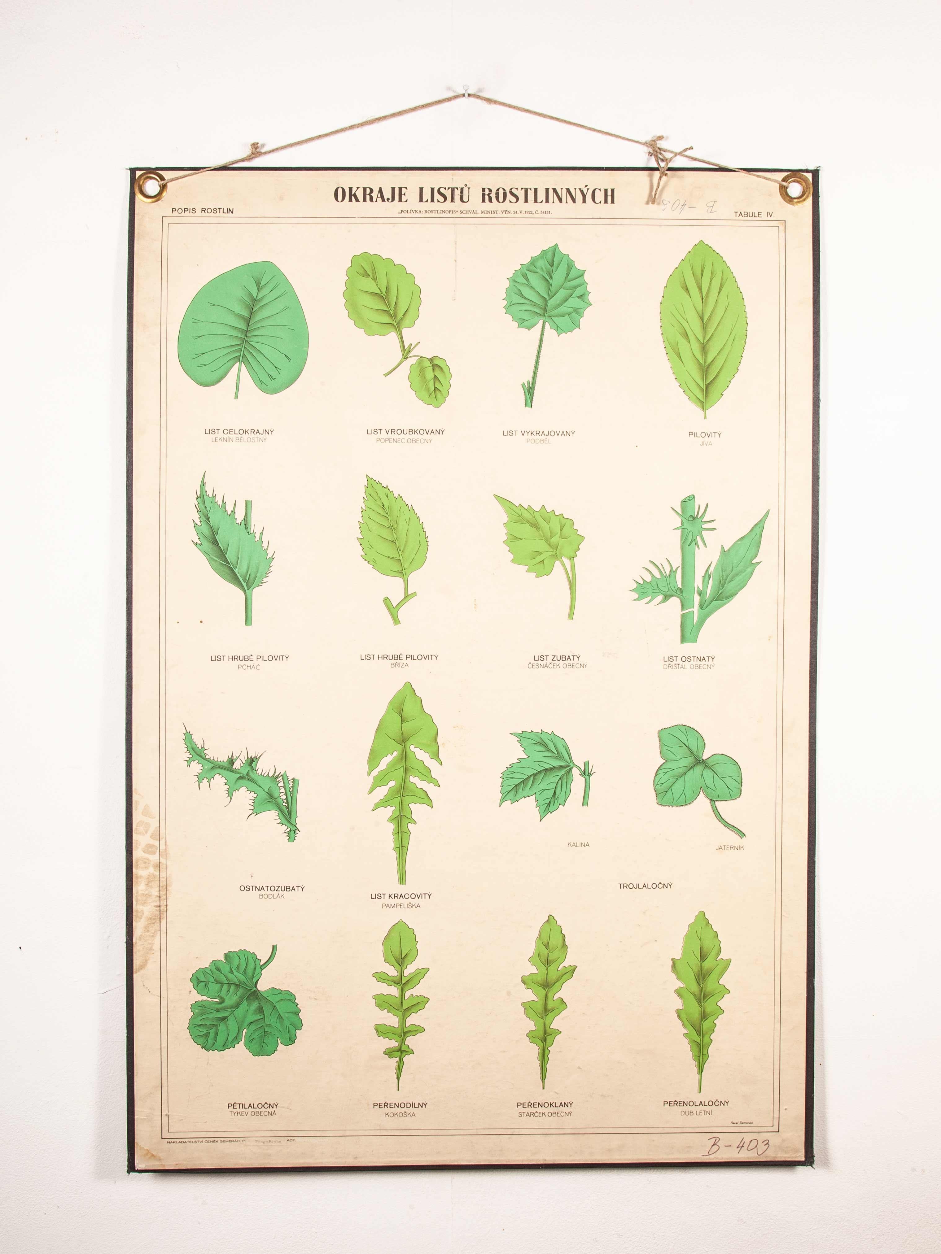 Early 20th Century Educational Chart, Rigid Chart Plant, Leaf Varieties For Sale 4