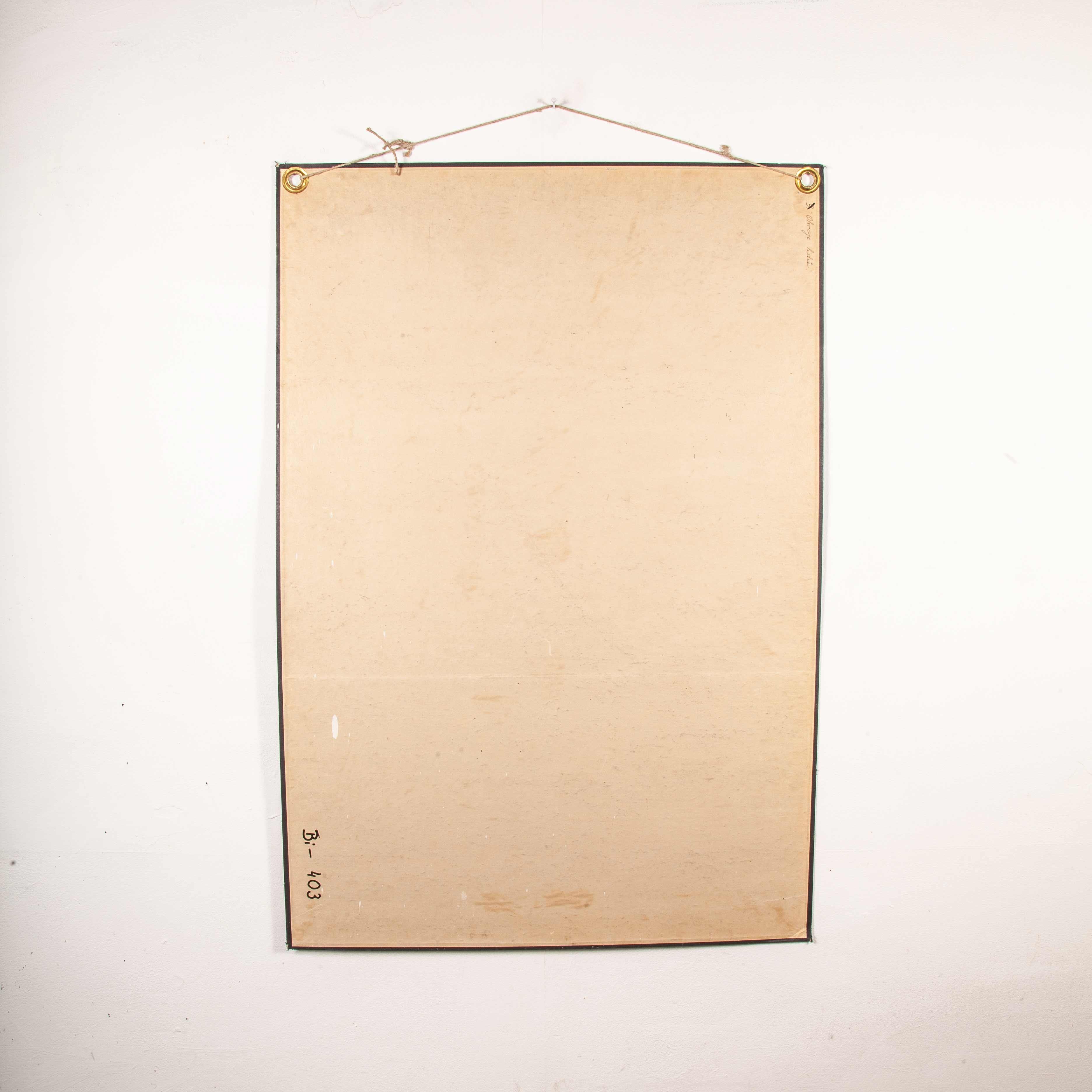 Tableau éducatif du début du 20e siècle:: tableau rigide Plante:: variétés de feuilles en vente 9