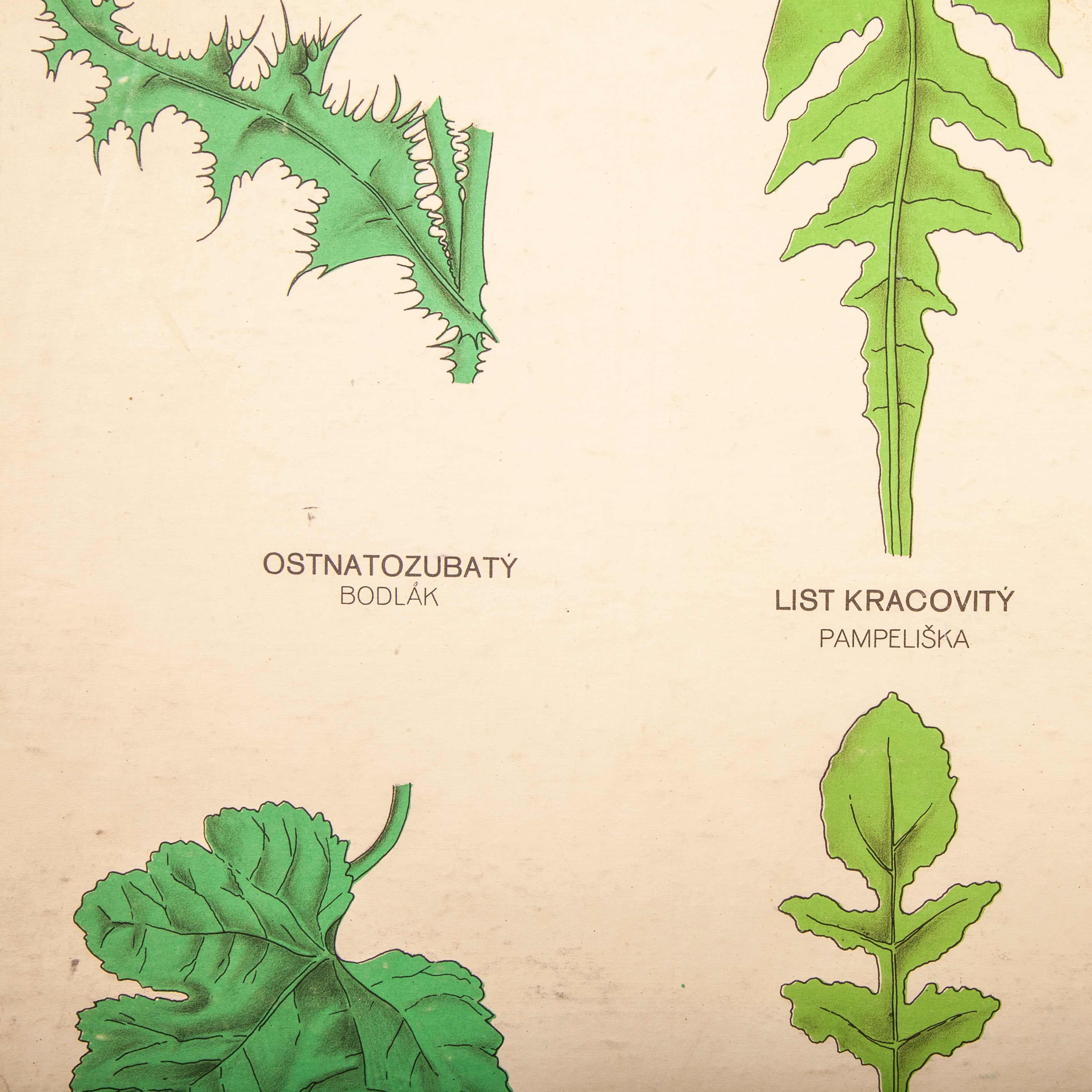 Early 20th century educational chart – rigid chart plant – leaf varieties
Early 20th century educational chart – rigid chart plant – leaf varieties. A rare educational botanical poster from the Czech Republic. See photographs below to see condition
