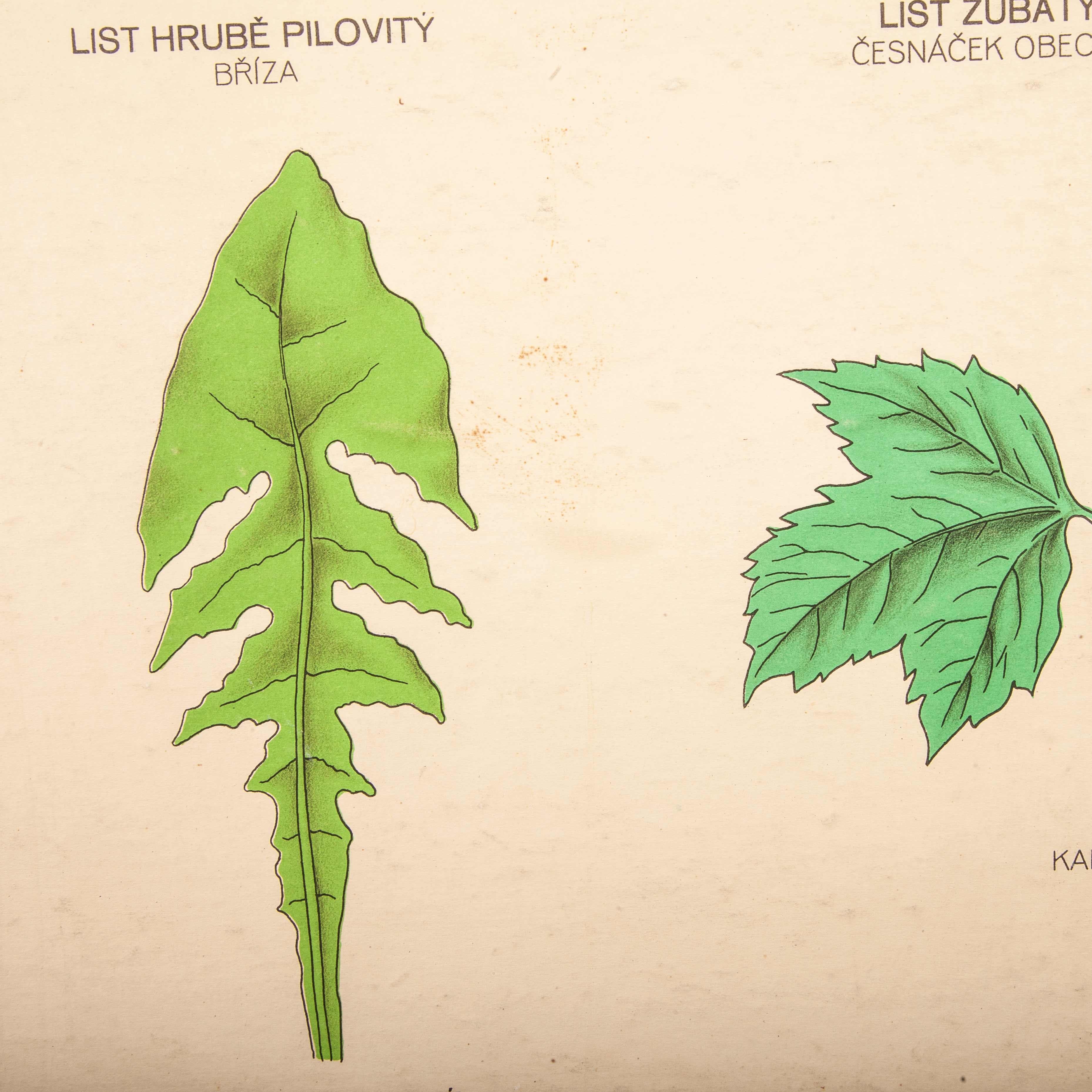 plant leaf identification