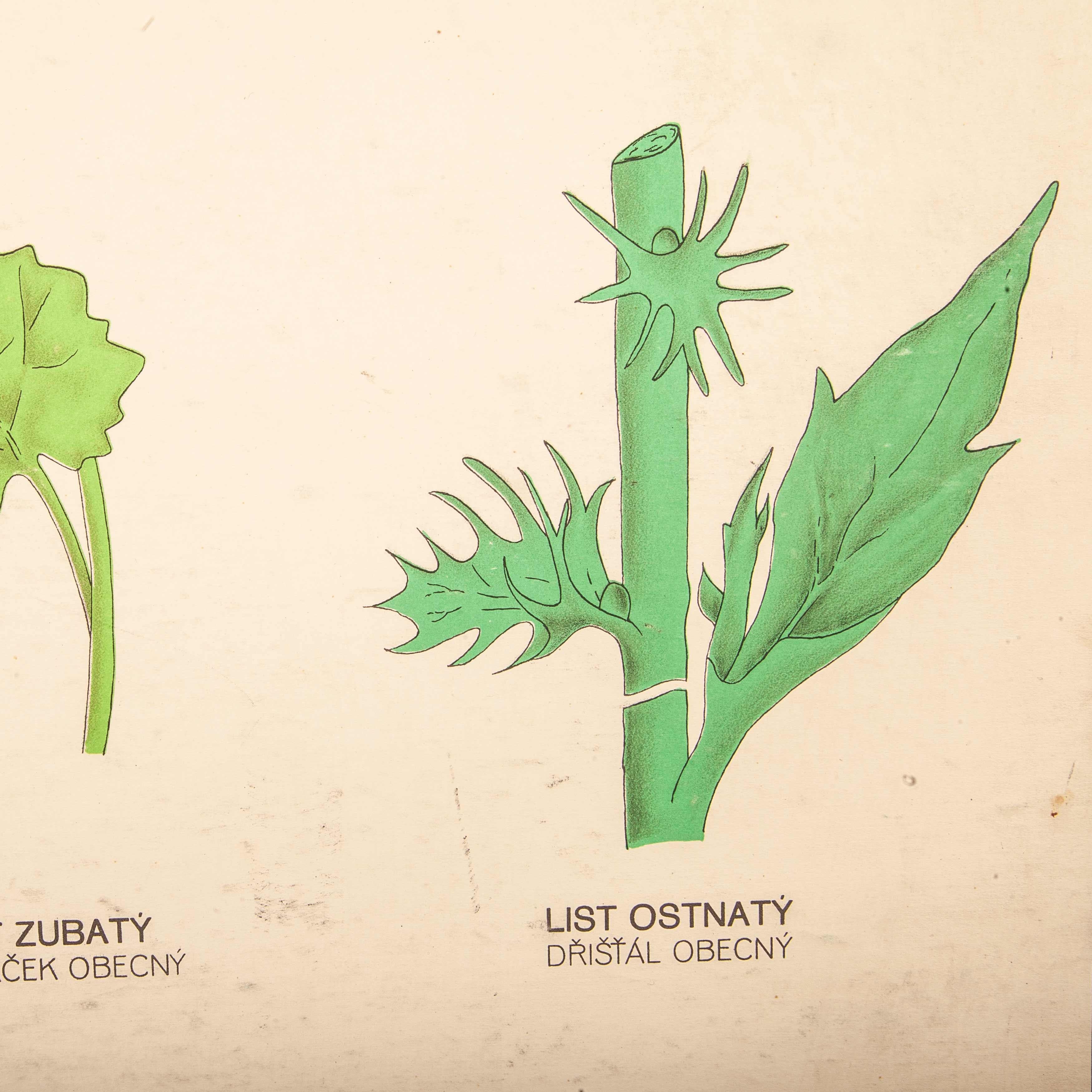 bush leaf identification