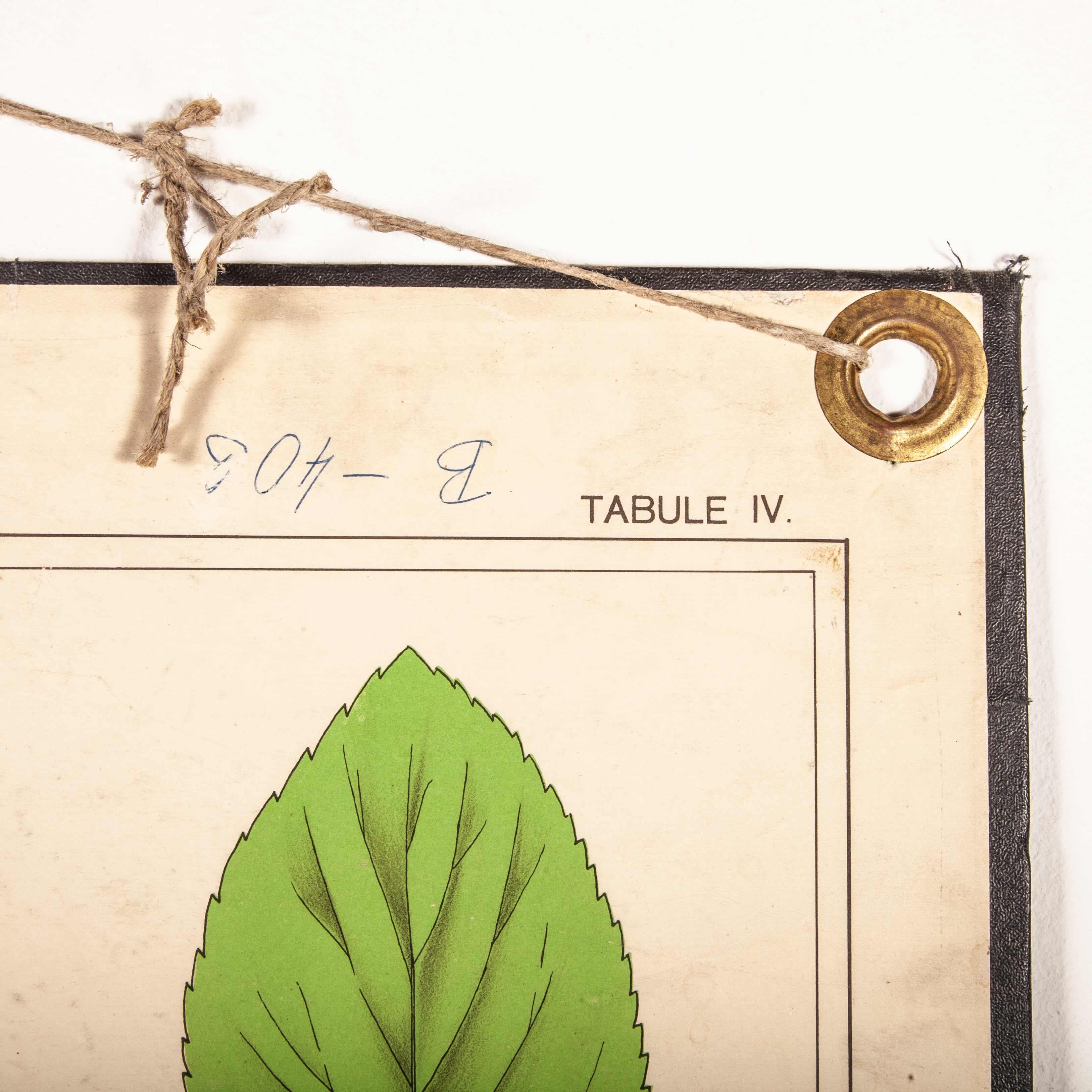 Lehrtafel des frühen 20. Jahrhunderts:: starre Tafelpflanze:: Blattsorten (Holz) im Angebot