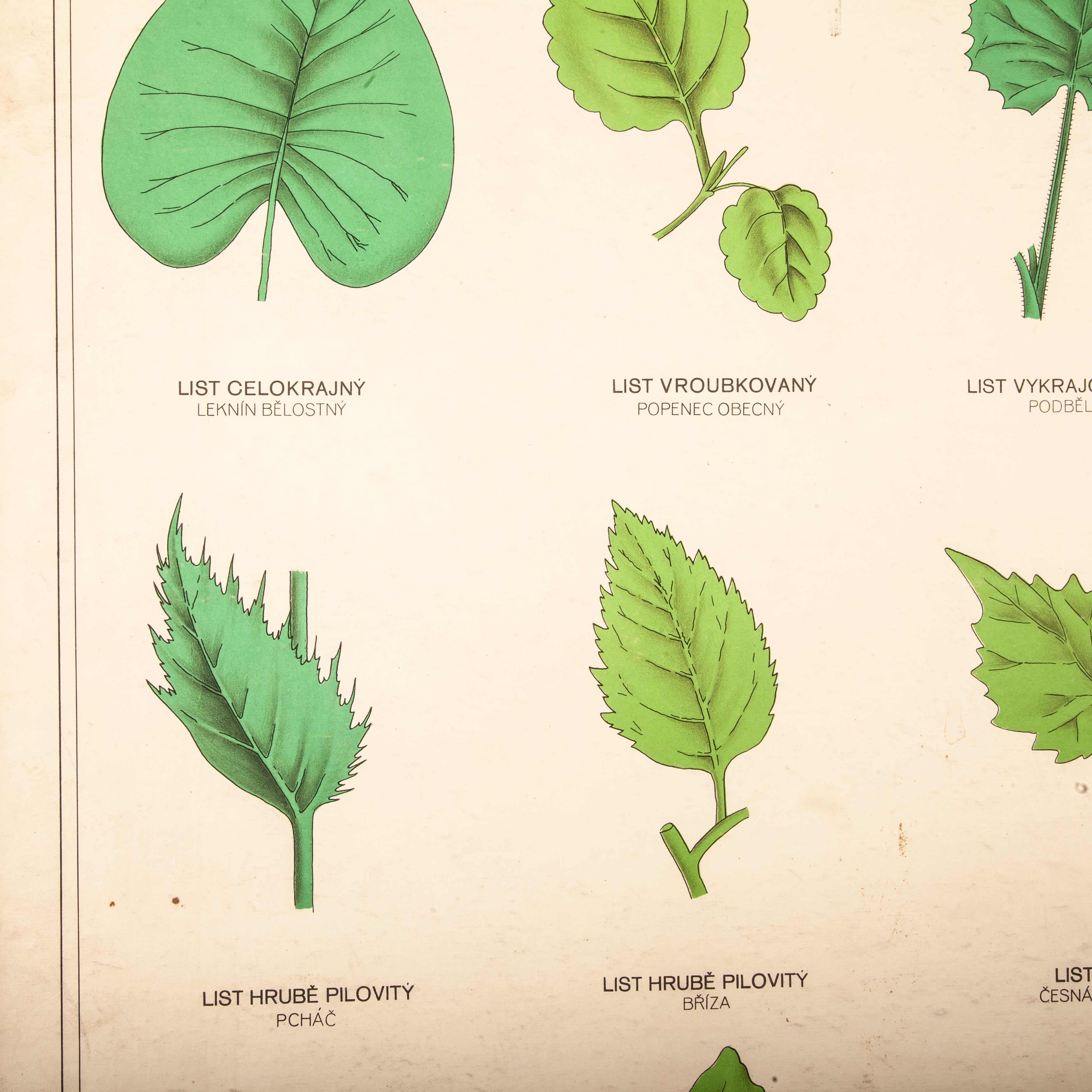 Lehrtafel des frühen 20. Jahrhunderts:: starre Tafelpflanze:: Blattsorten im Angebot 3