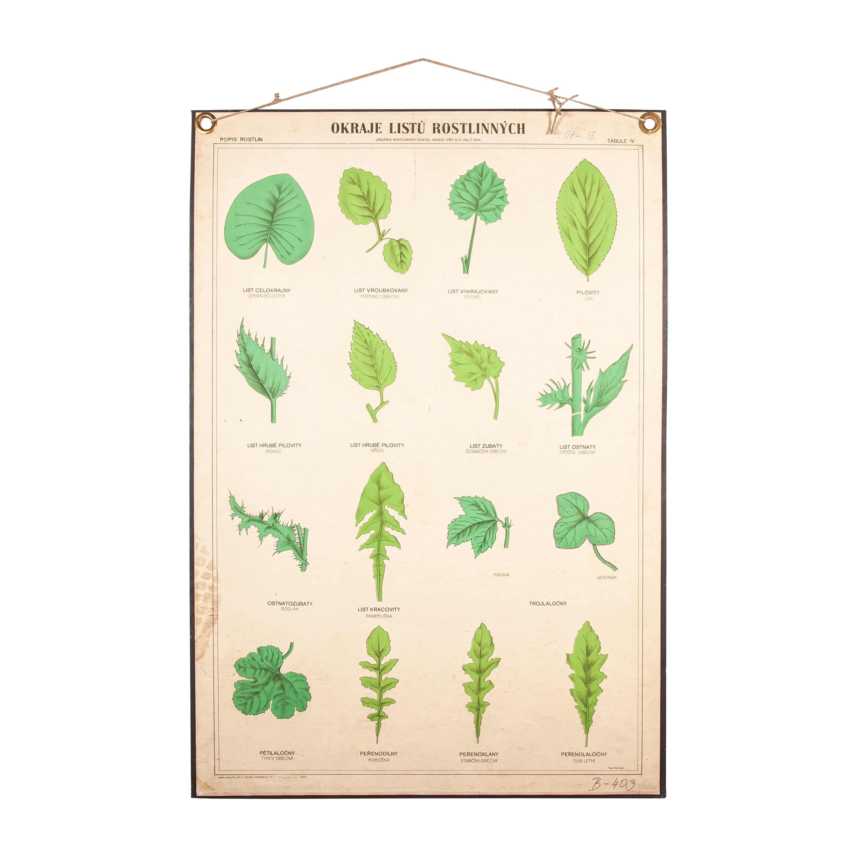 Tableau éducatif du début du 20e siècle:: tableau rigide Plante:: variétés de feuilles