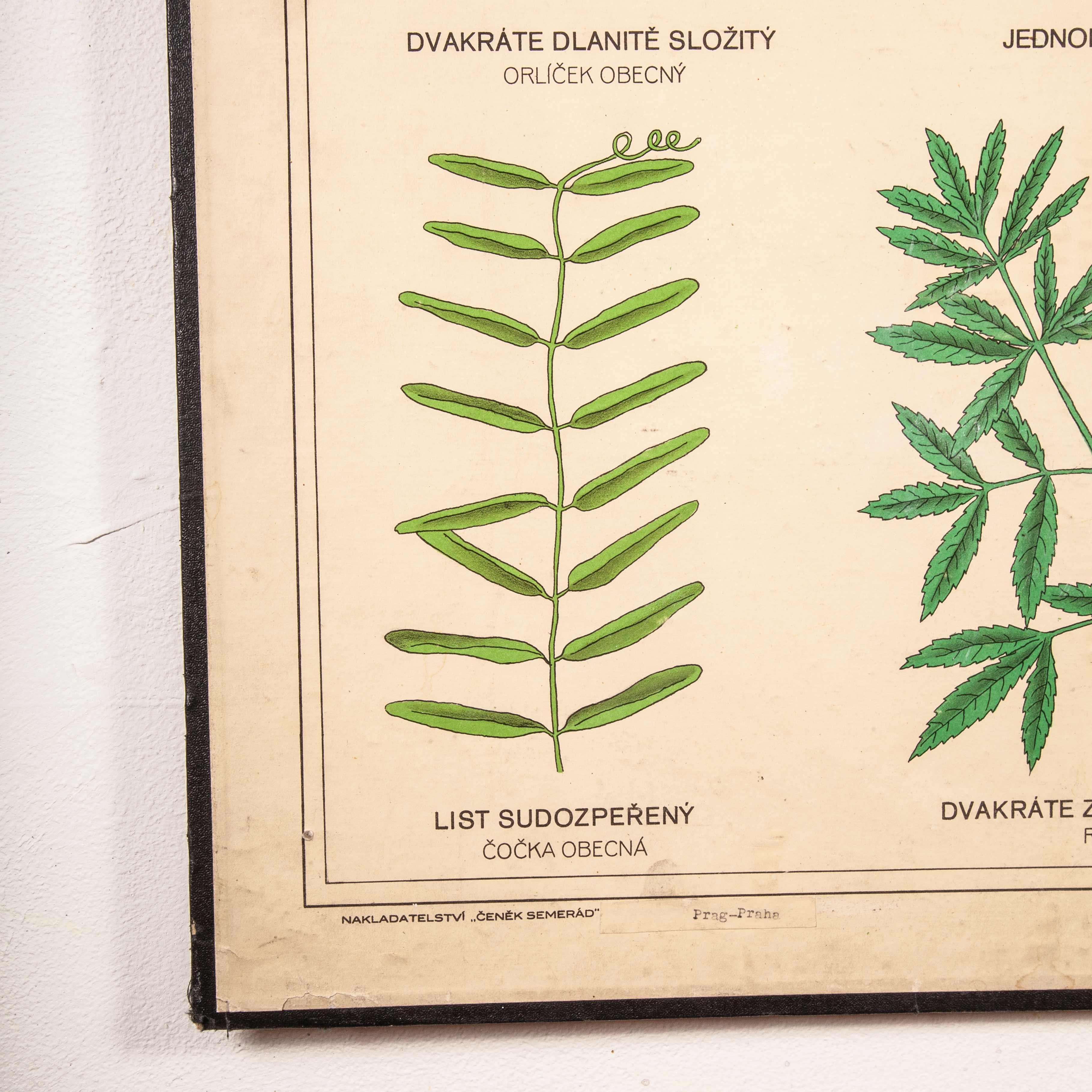 Early 20th Century Educational Chart, Rigid Chart Plants 7