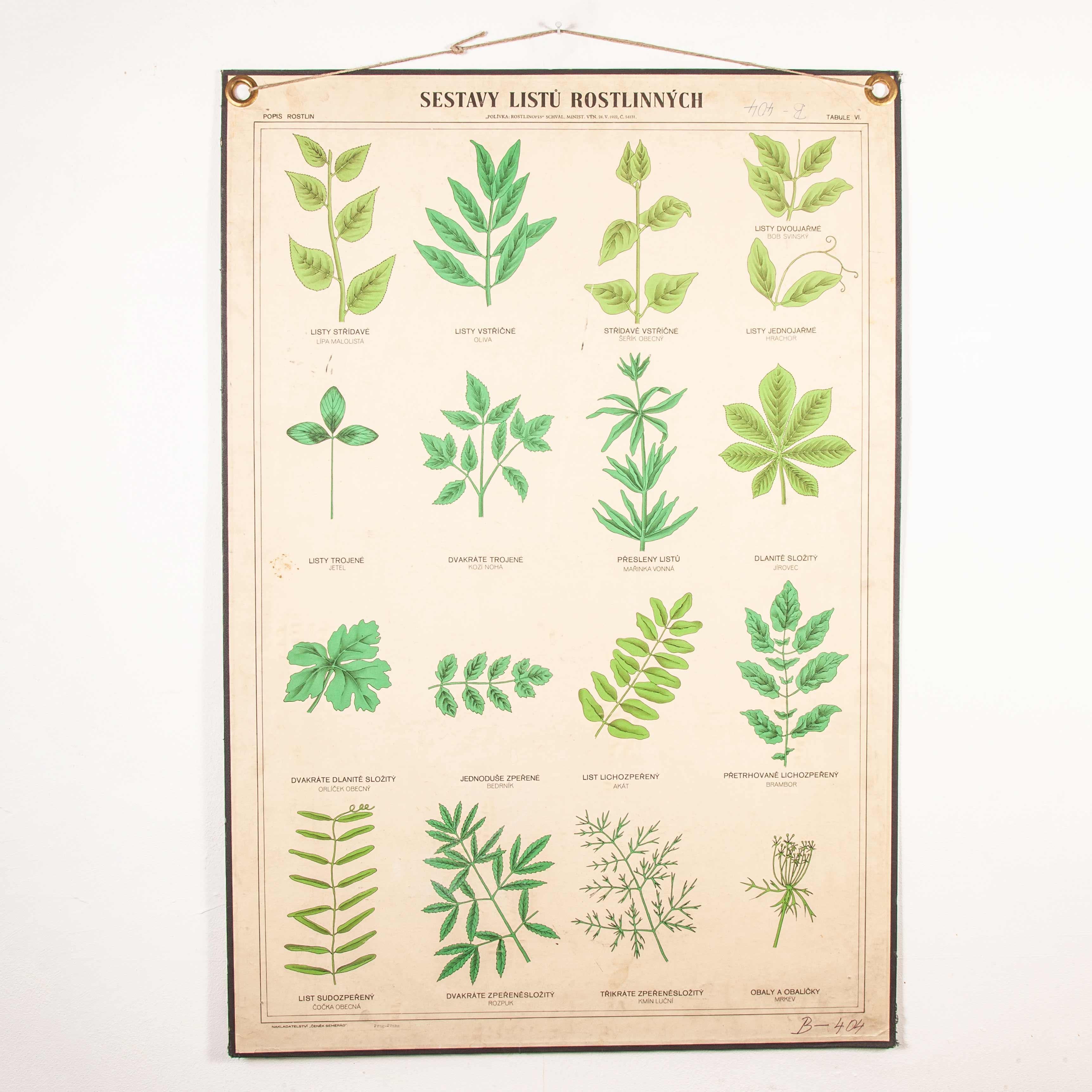Early 20th Century Educational Chart, Rigid Chart Plants 9