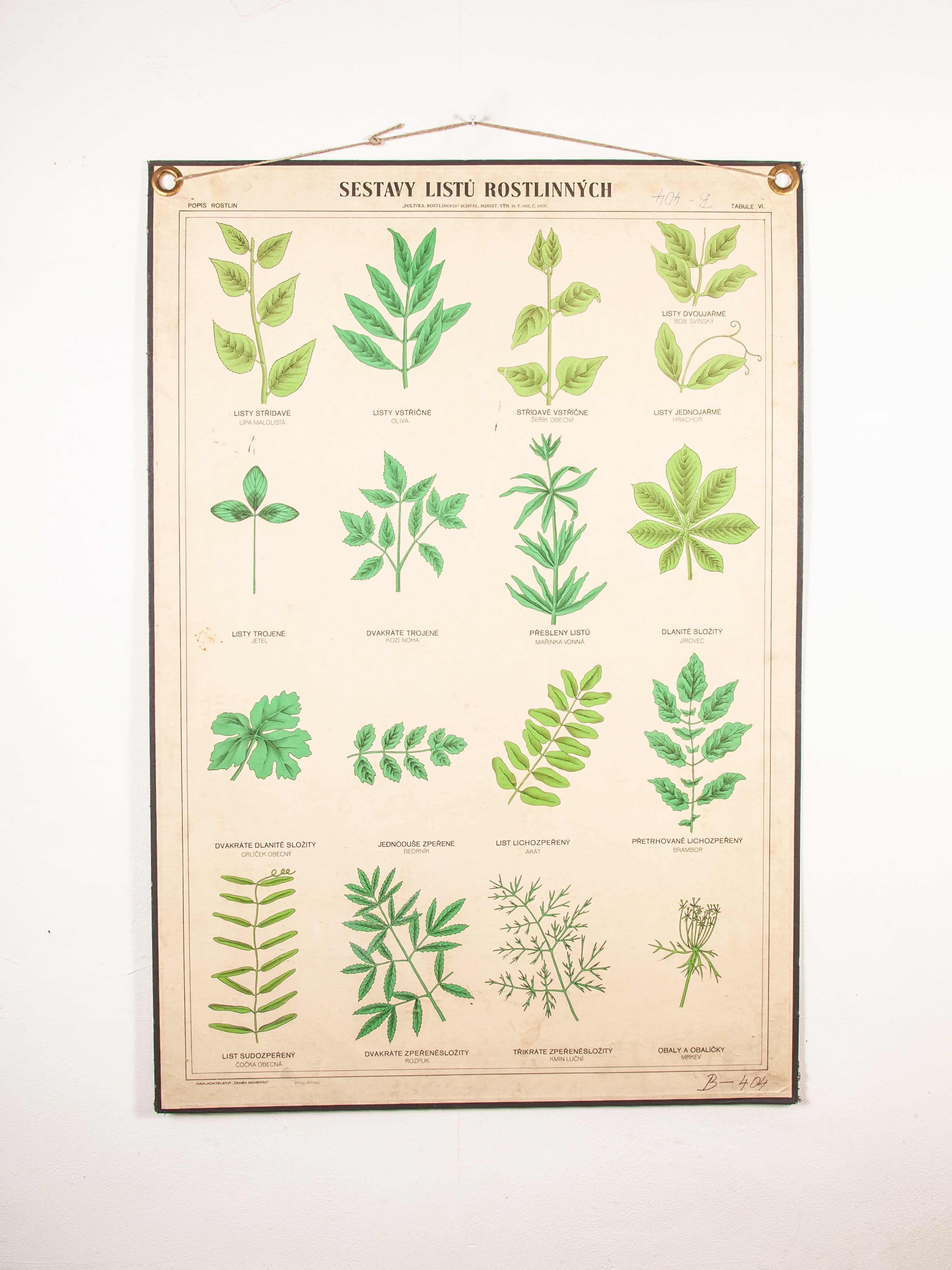 Early 20th century educational chart, rigid chart plants
Early 20th century educational chart, rigid chart plants. A rare educational botanical poster from the Czech Republic. This rigid card backed chart is in excellent condition for its age with
