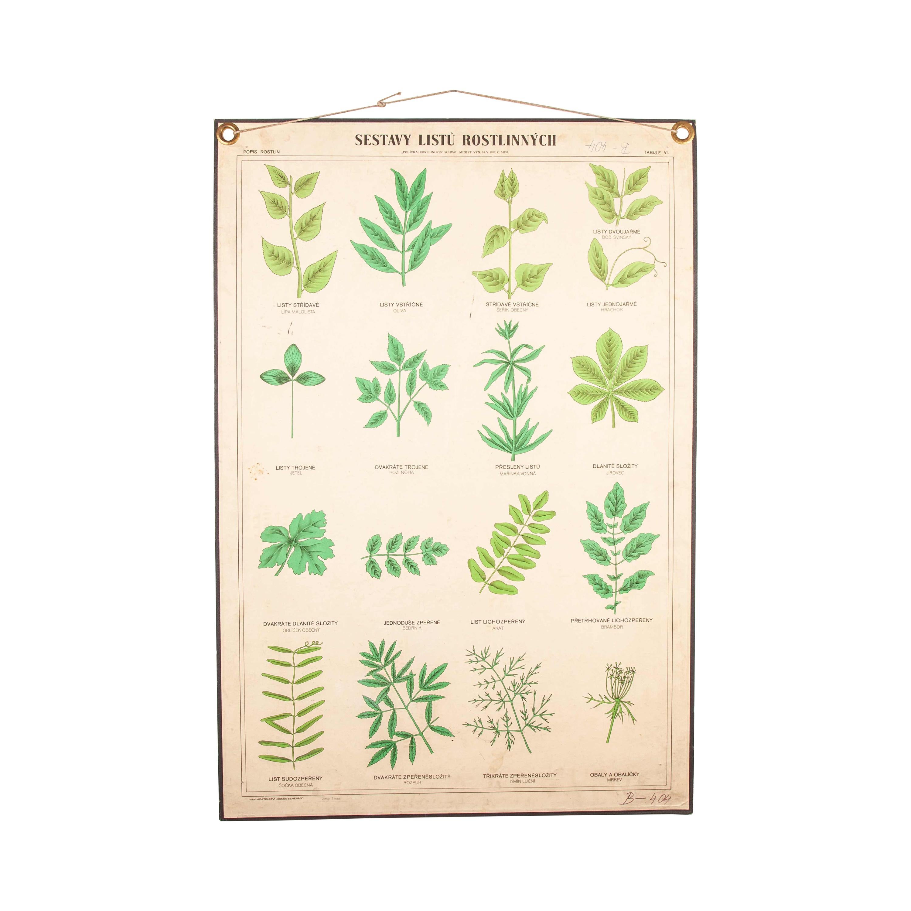 Early 20th Century Educational Chart, Rigid Chart Plants