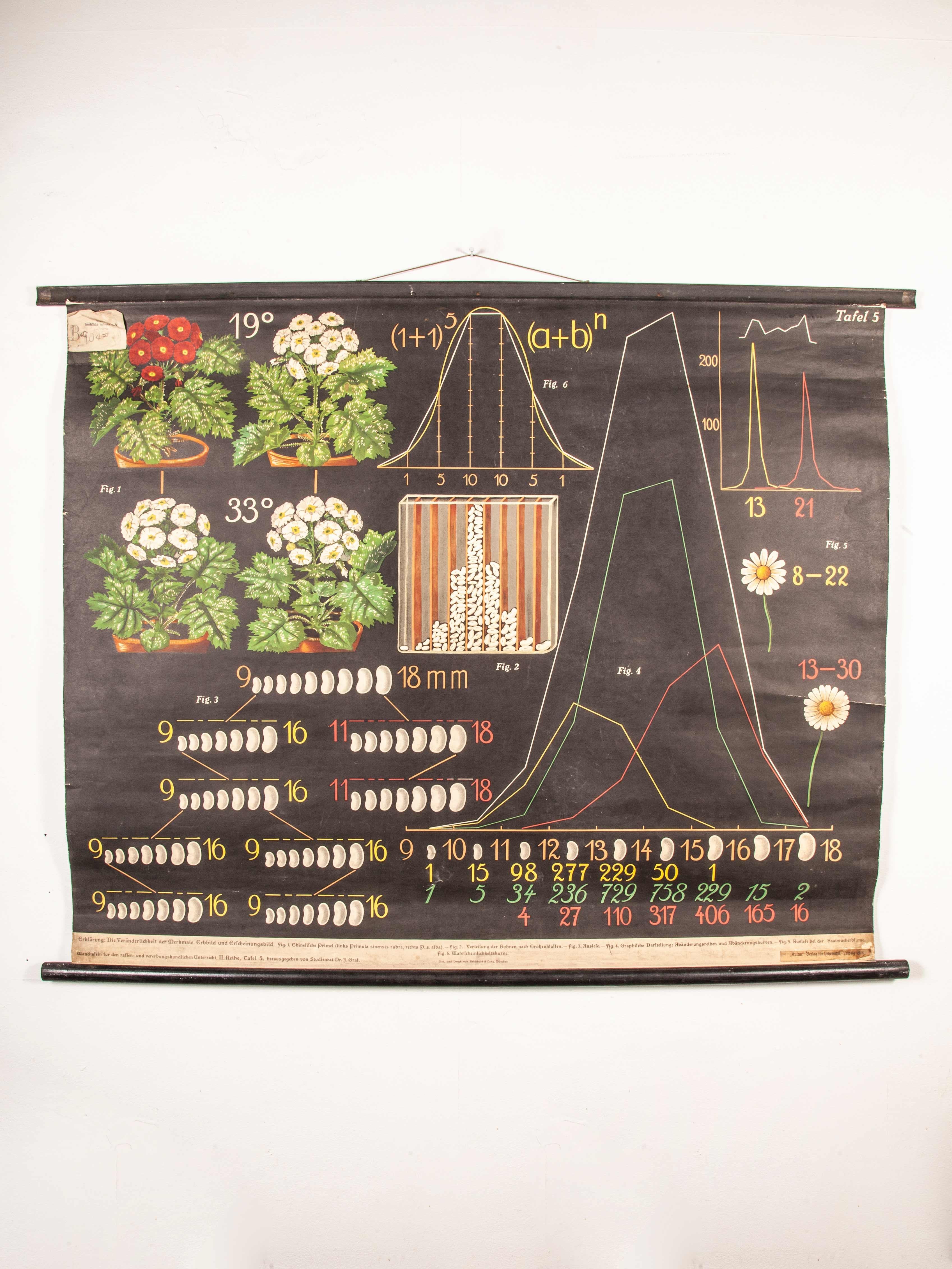 Early 20th Century Educational Chart, Seed Production 7