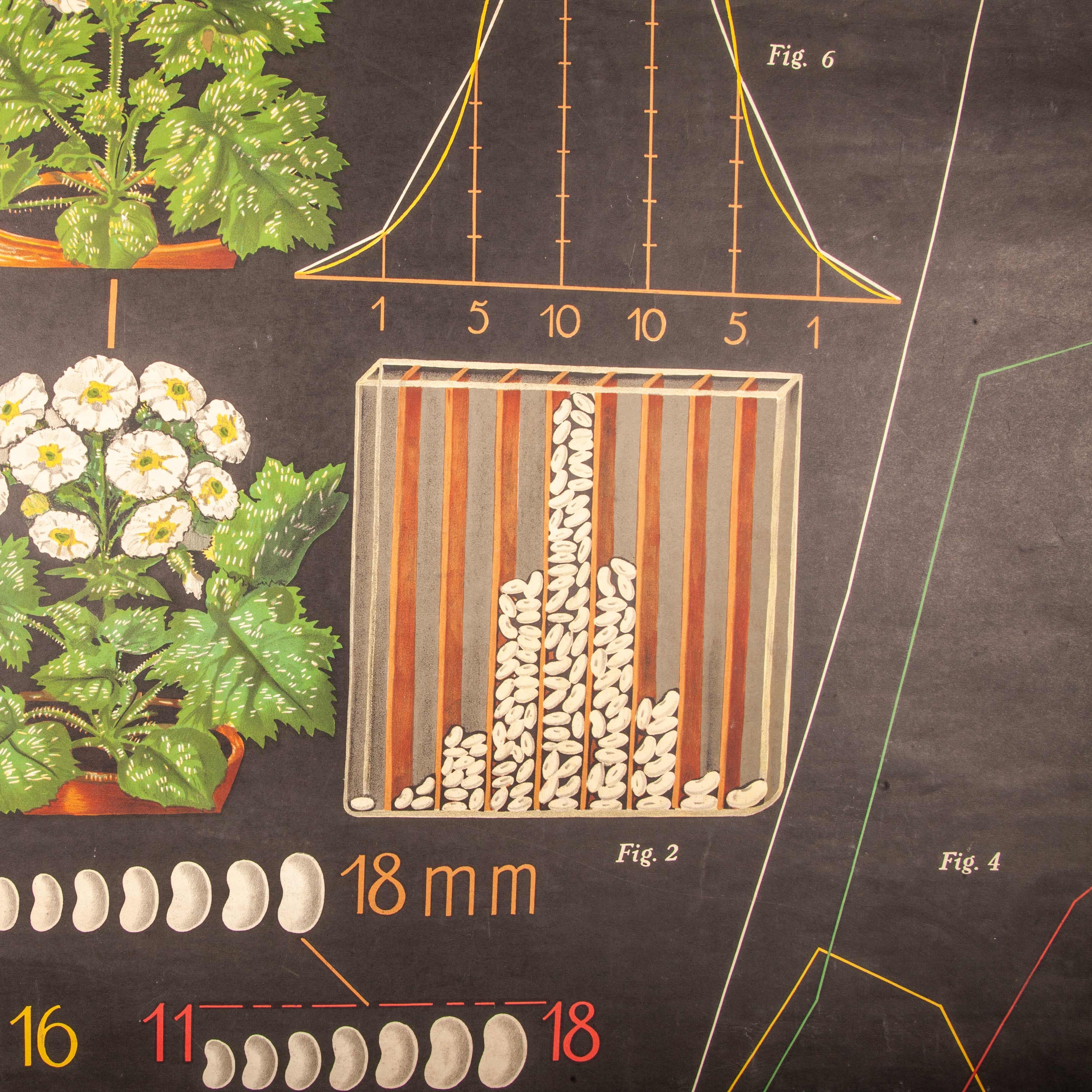 Wood Early 20th Century Educational Chart, Seed Production