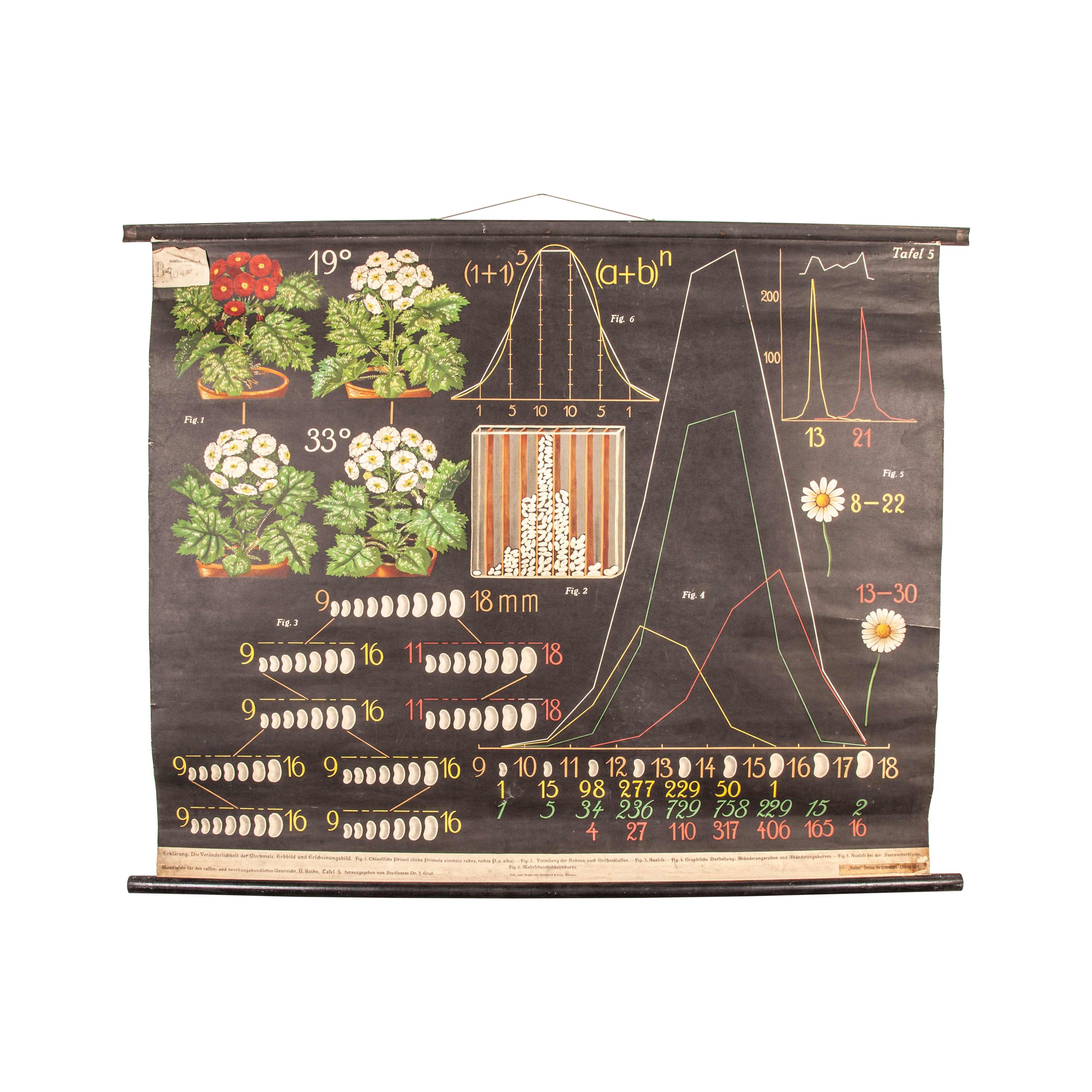 Early 20th Century Educational Chart, Seed Production