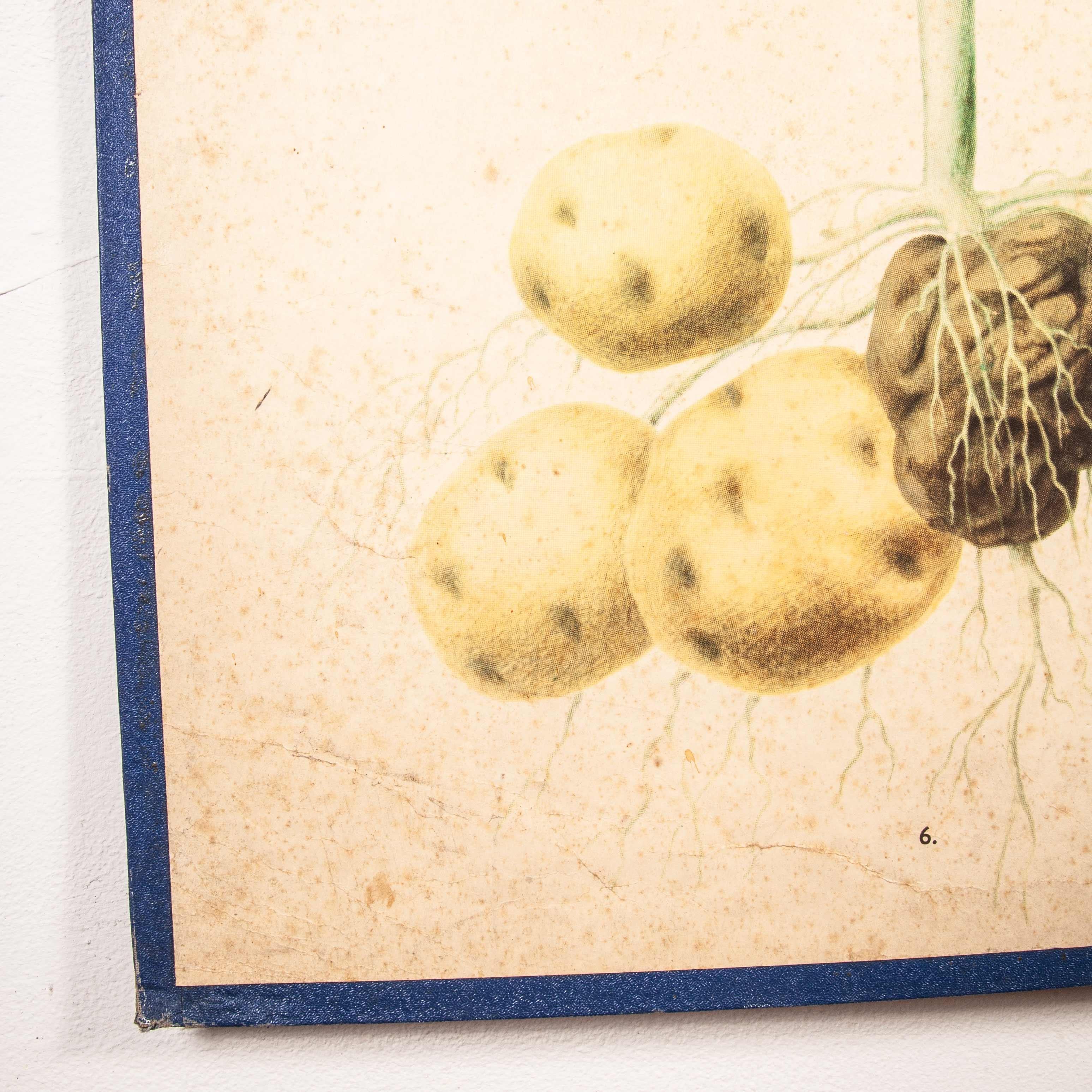 Early 20th Century Educational, Rigid Chart Czechoslovakian Potato and Tomato For Sale 6