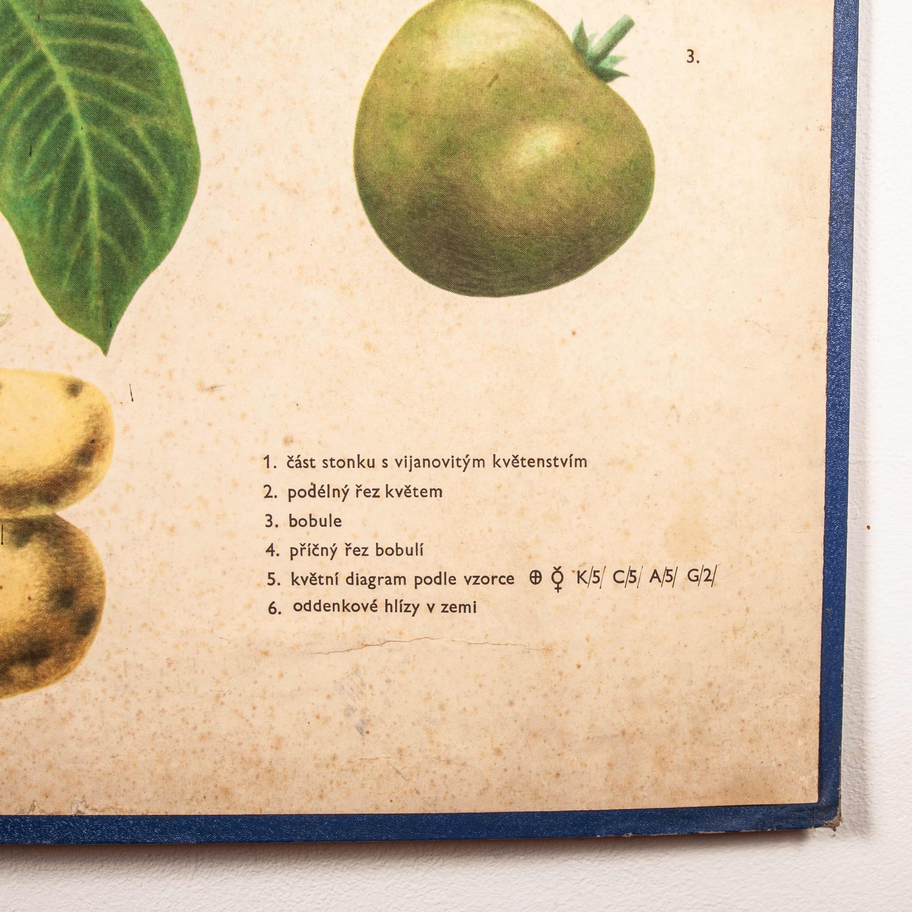 Tschechoslowakisches Kartoffel und Tomaten, Bildungstafel des frühen 20. Jahrhunderts, Rigid Chart im Angebot 6
