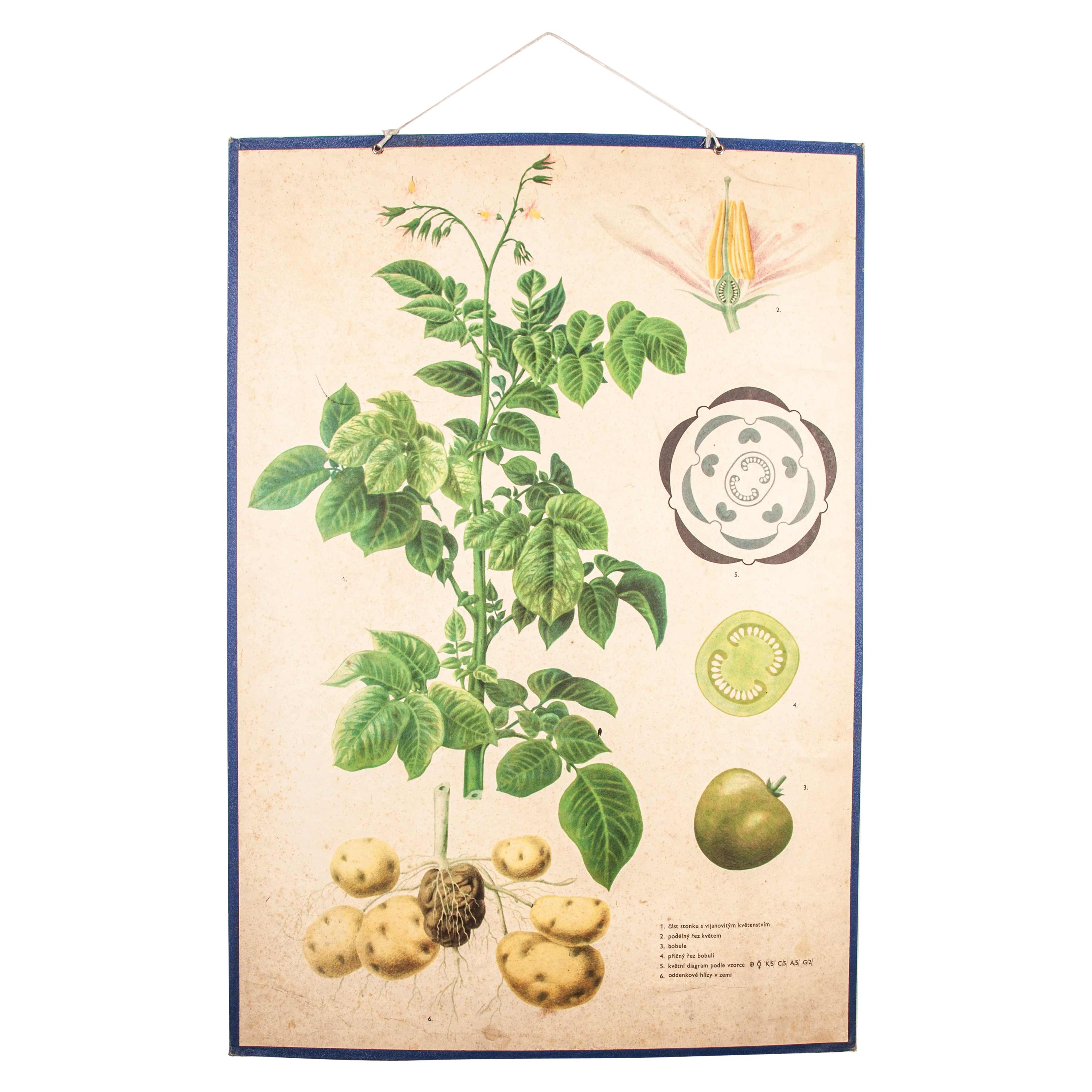 Early 20th Century Educational, Rigid Chart Czechoslovakian Potato and Tomato For Sale