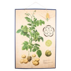 Tableau rigide éducatif du début du 20e siècle, Tchécoslovaque, pommes de terre et tomates