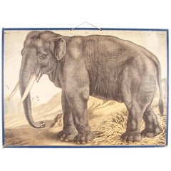 Antique Early 20th Century Educational Rigid Chart, Elephant