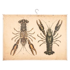 Antique Early 20th Century Educational Rigid Chart, Lobsters