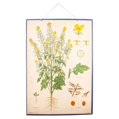 Early 20th Century Educational Rigid Chart, Sinapis Alba