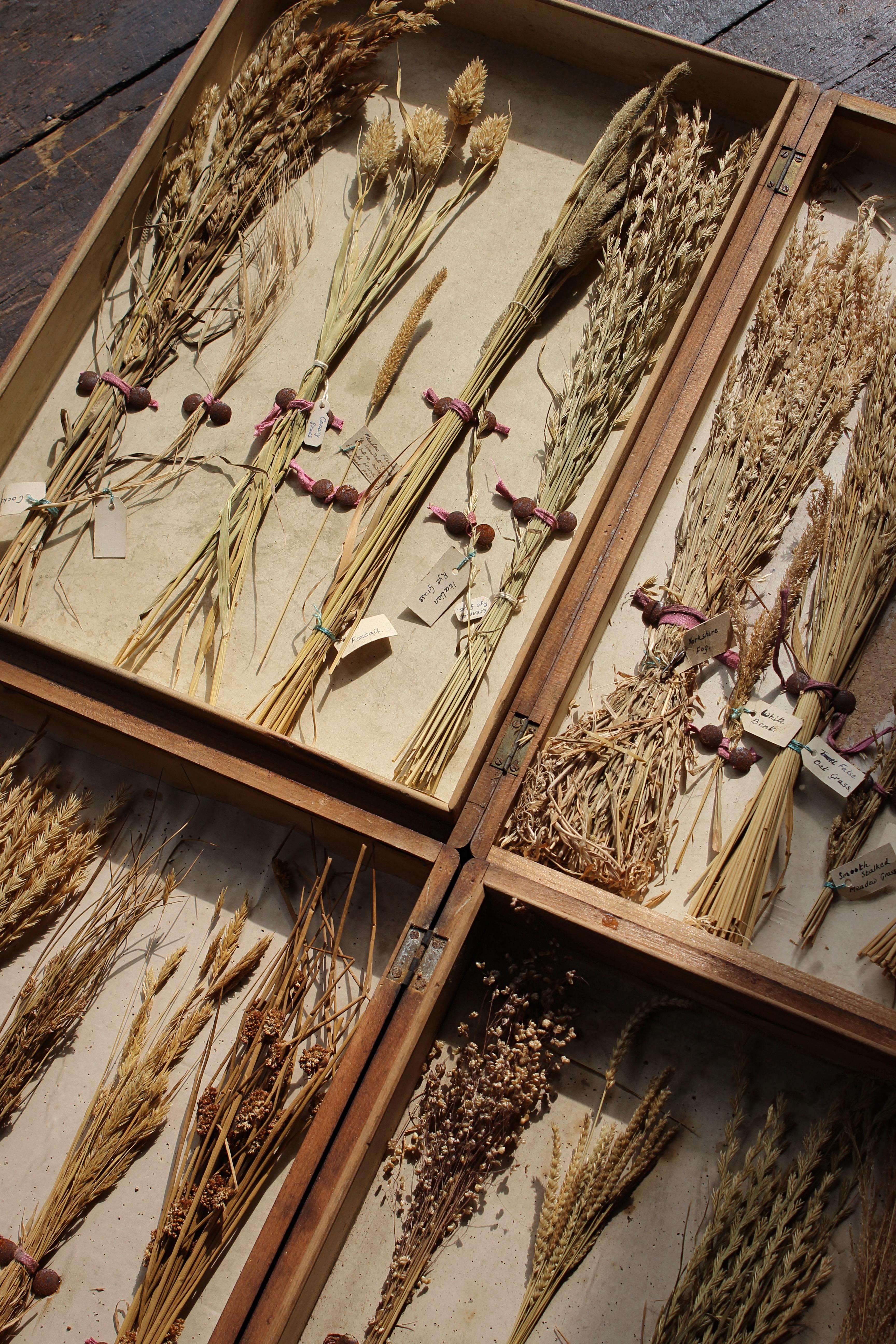 Early 20th Century Edwardian Collection of Herbarium Grass Specimens  For Sale 4