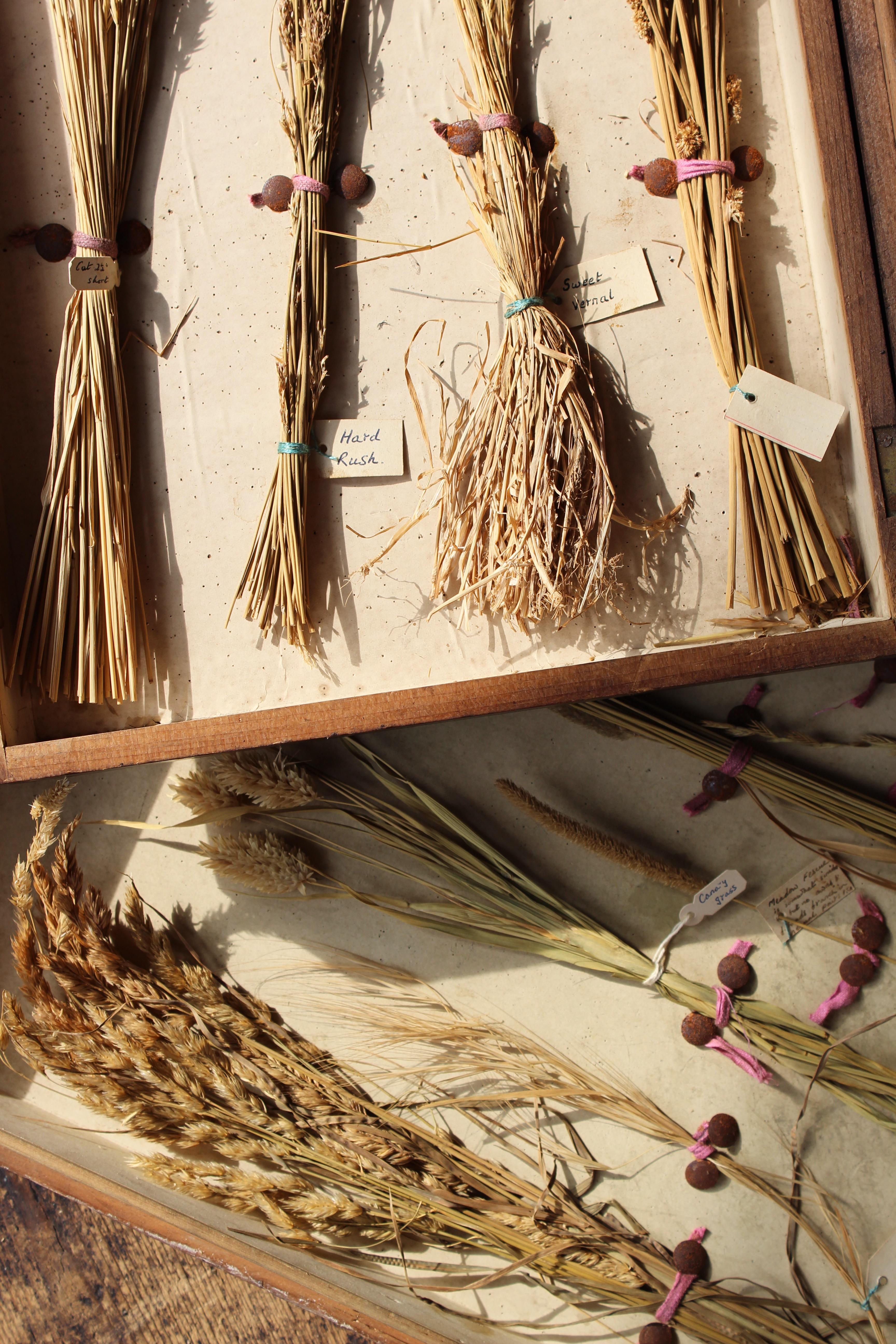 Early 20th Century Edwardian Collection of Herbarium Grass Specimens  For Sale 11