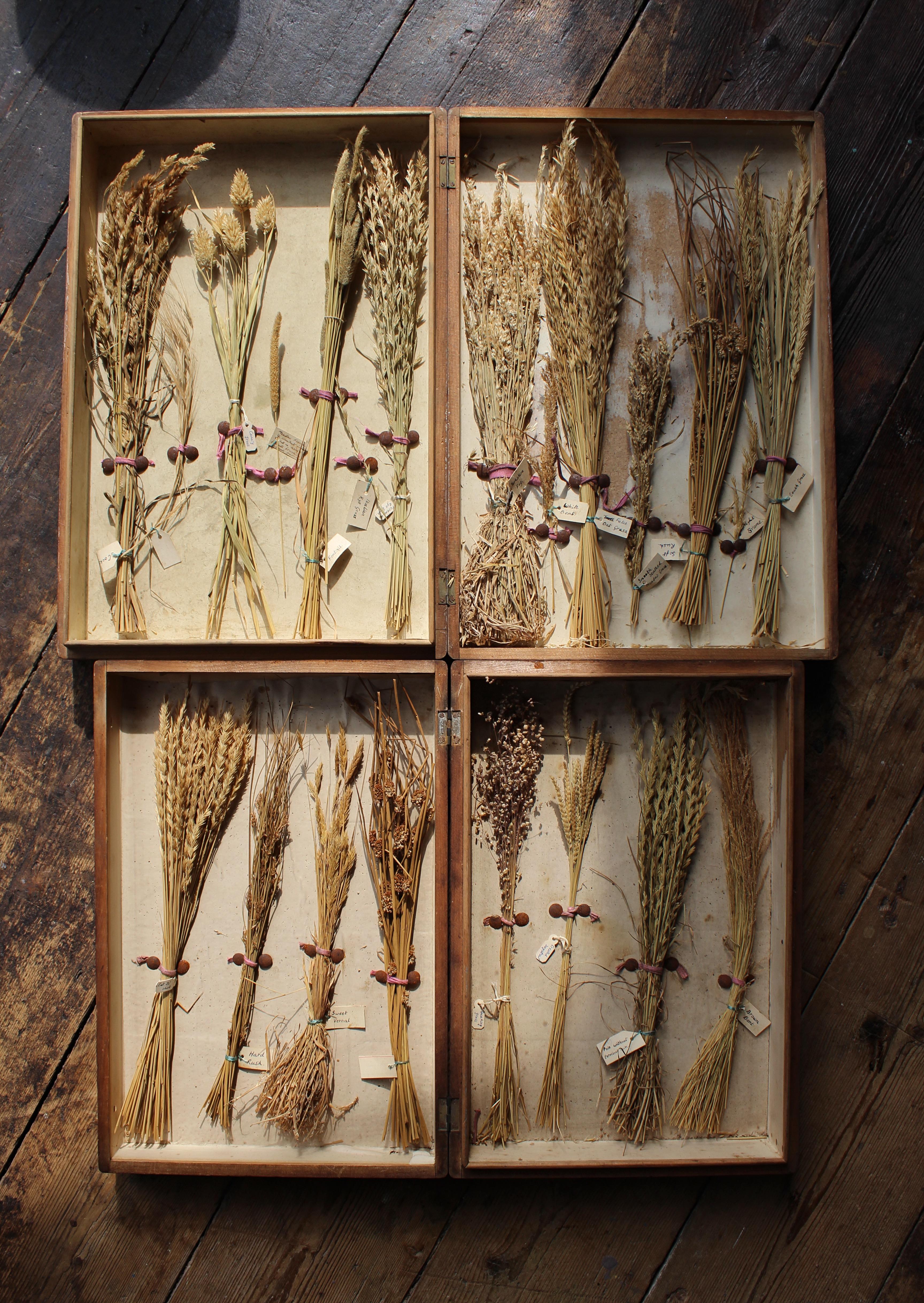 Early 20th Century Edwardian Collection of Herbarium Grass Specimens  For Sale 13