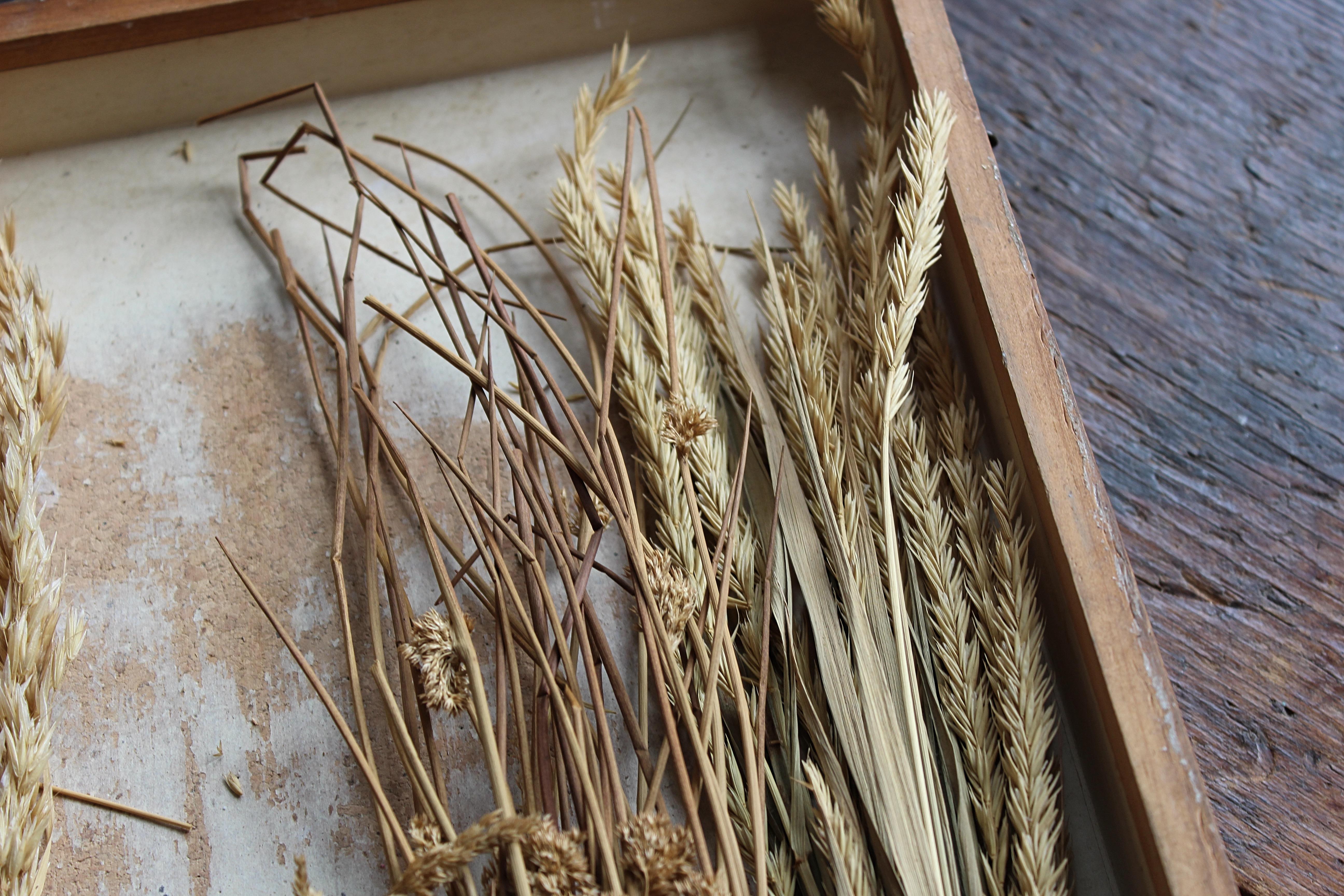 Early 20th Century Edwardian Collection of Herbarium Grass Specimens  For Sale 2