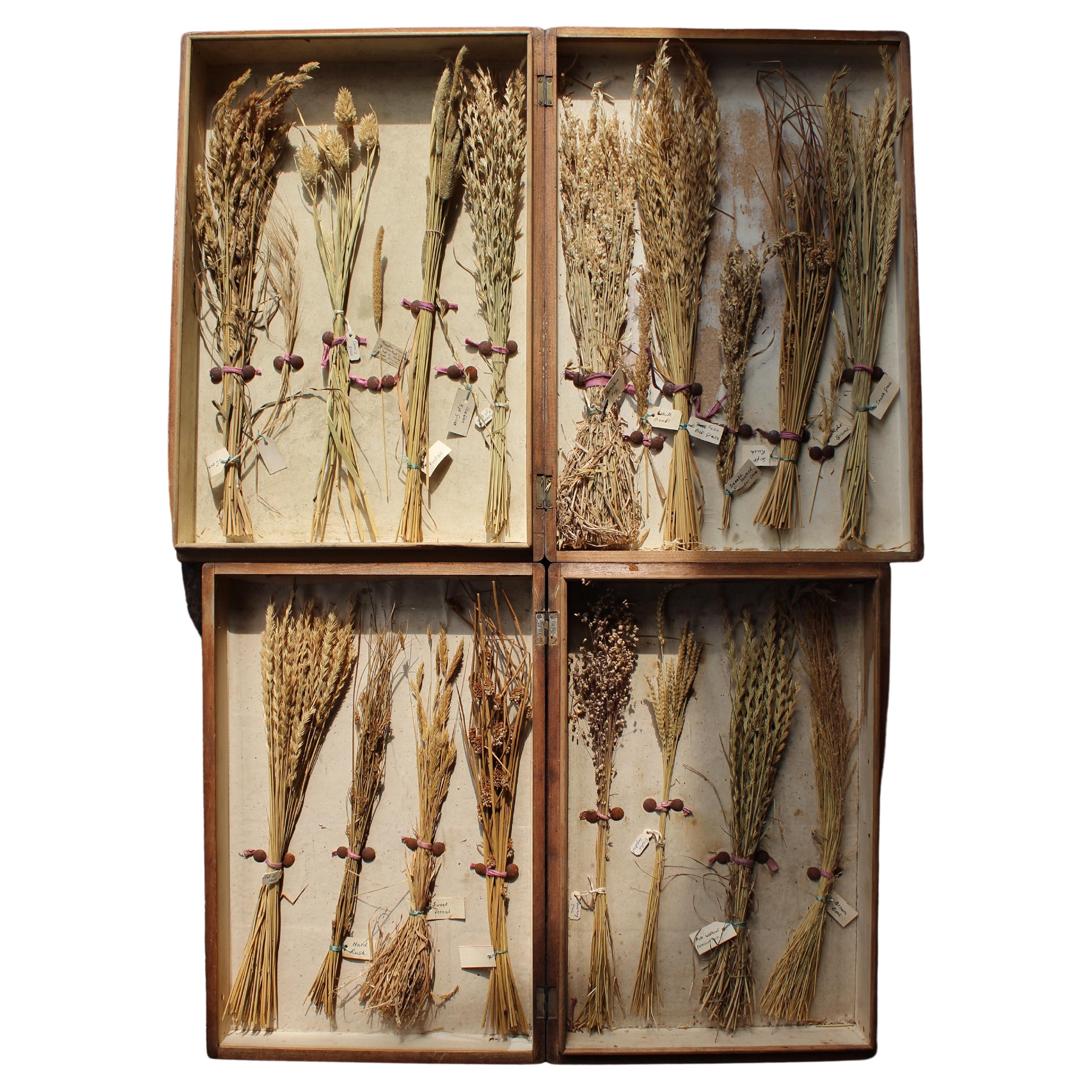 Early 20th Century Edwardian Collection of Herbarium Grass Specimens 