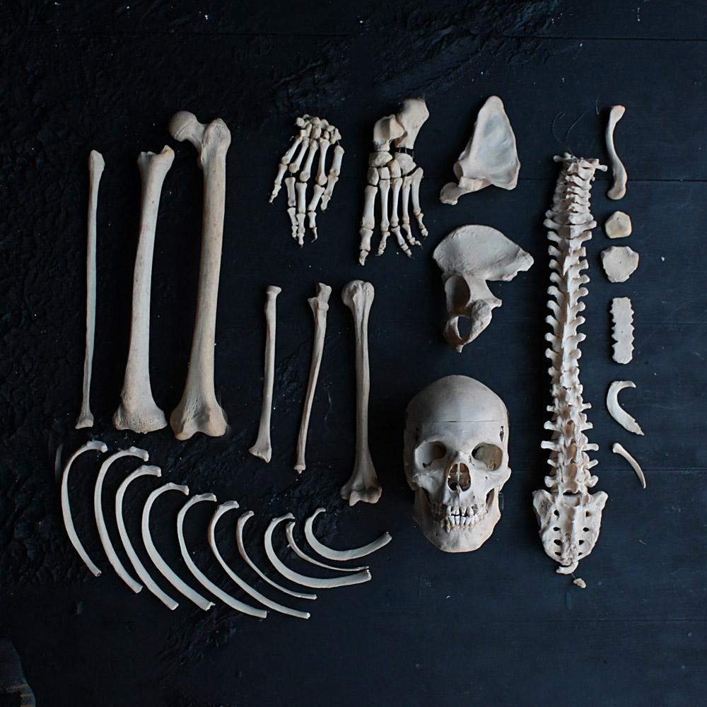 Early 20th Century English Disarticulated Medical Half Human Skeleton 4
