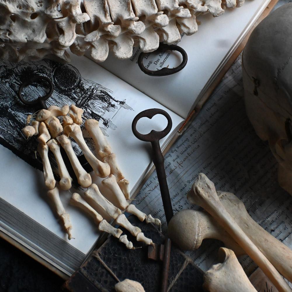British Early 20th Century English Disarticulated Medical Half Human Skeleton